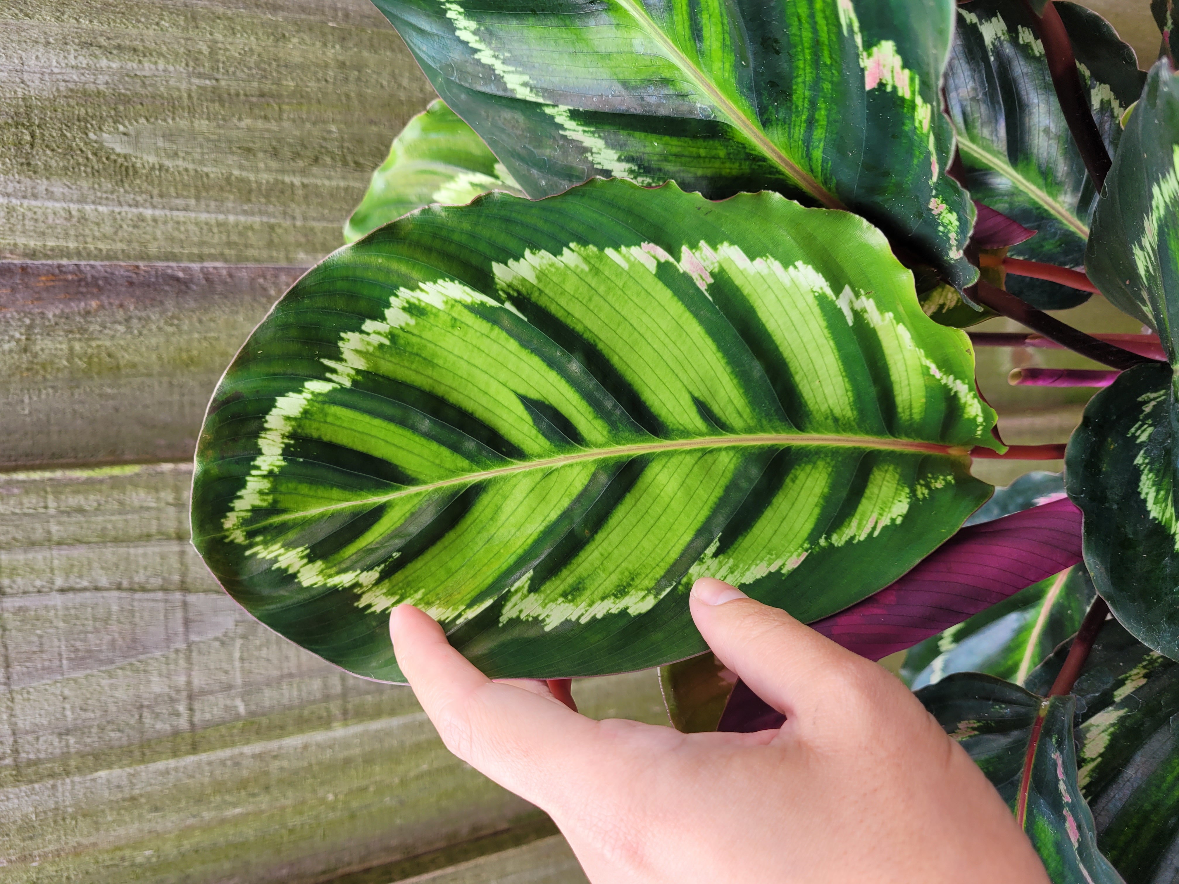 Calathea roseopicta ‘Illustris’