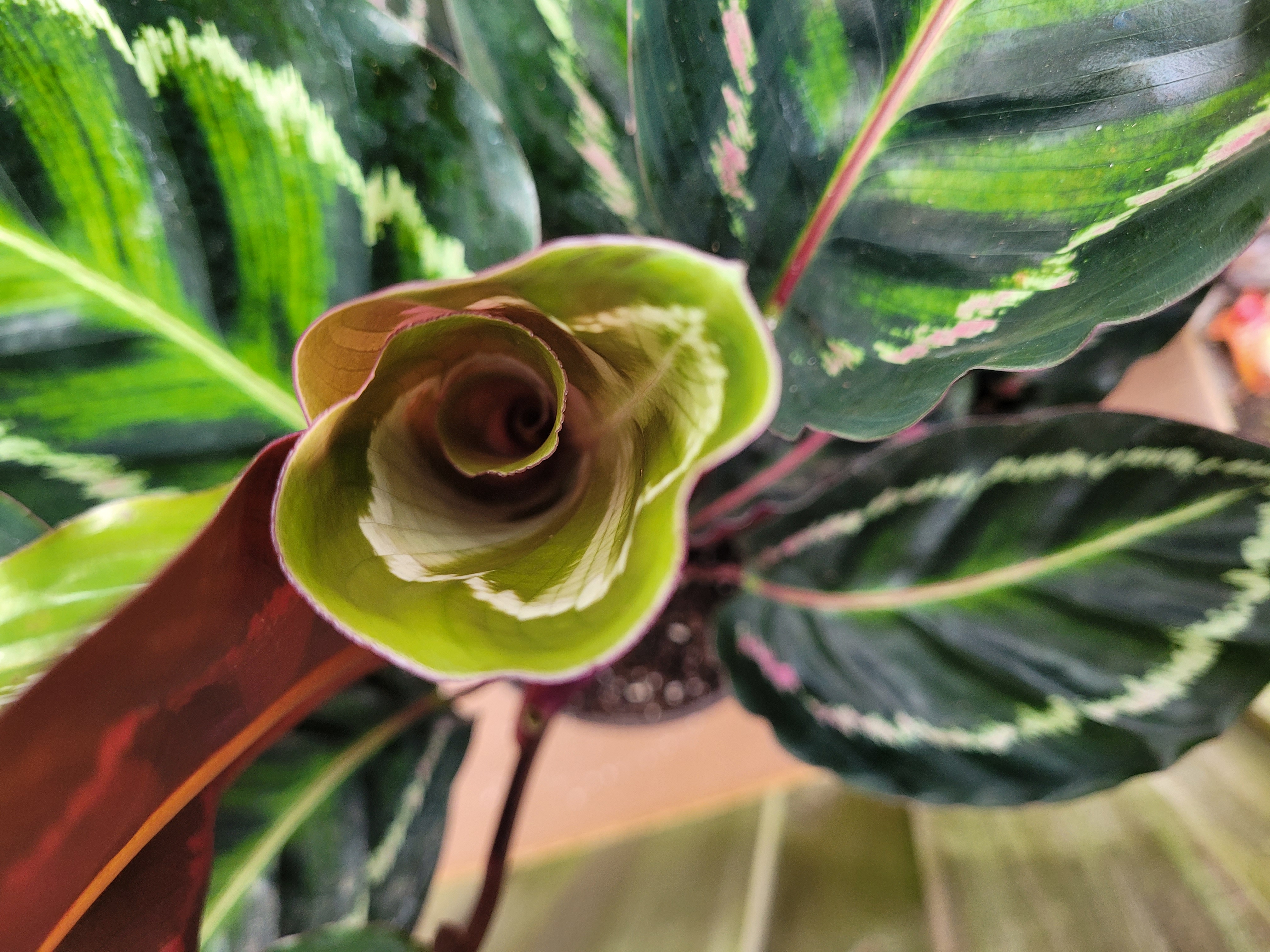 Calathea roseopicta ‘Illustris’