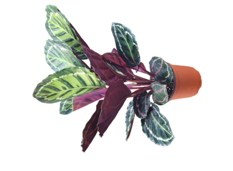 Calathea roseopicta ‘Illustris’