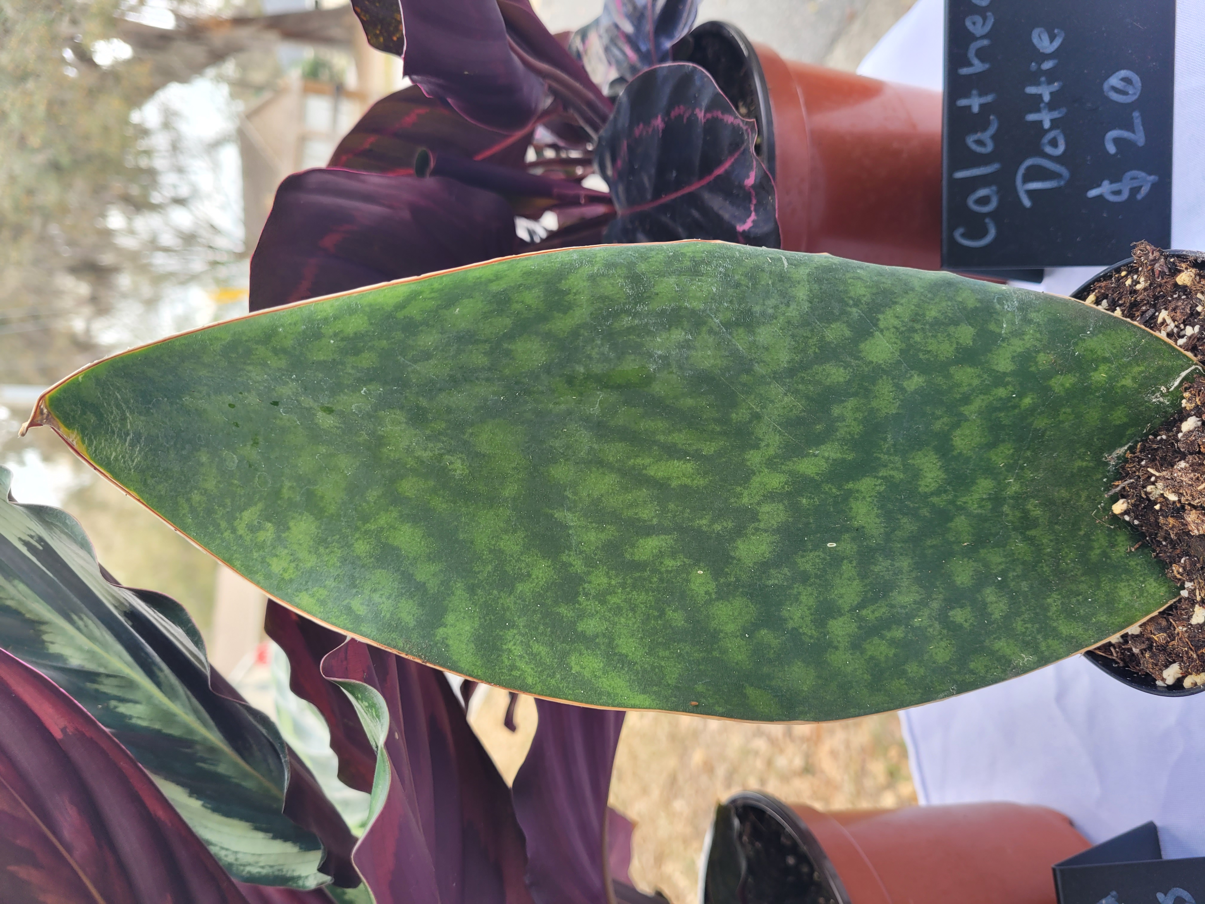Sansevieria masoniana or Dracaena masoniana