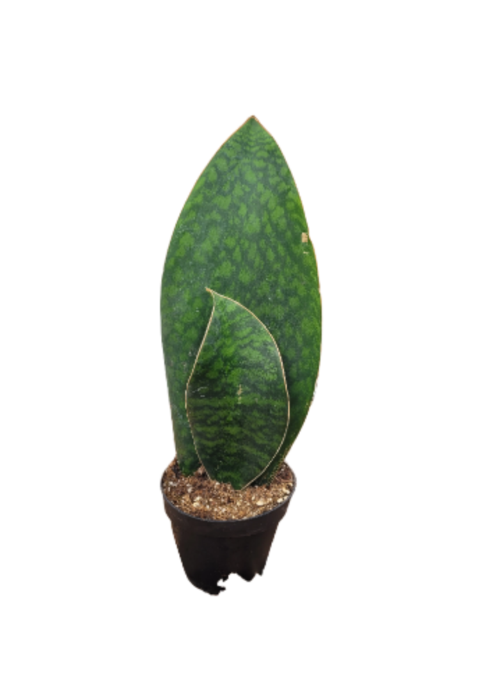 Sansevieria masoniana or Dracaena masoniana
