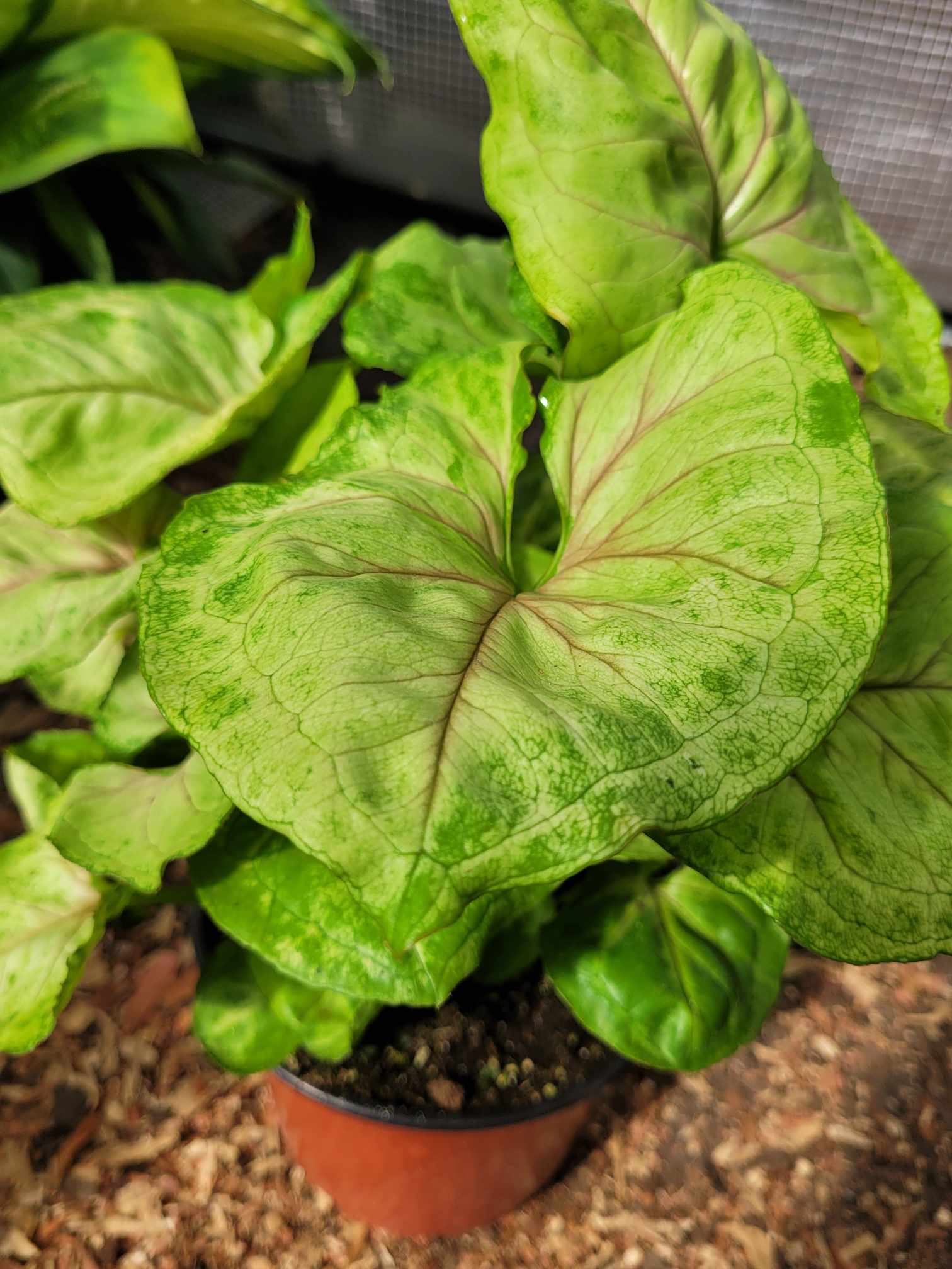 Syngonium Siam Kiwi