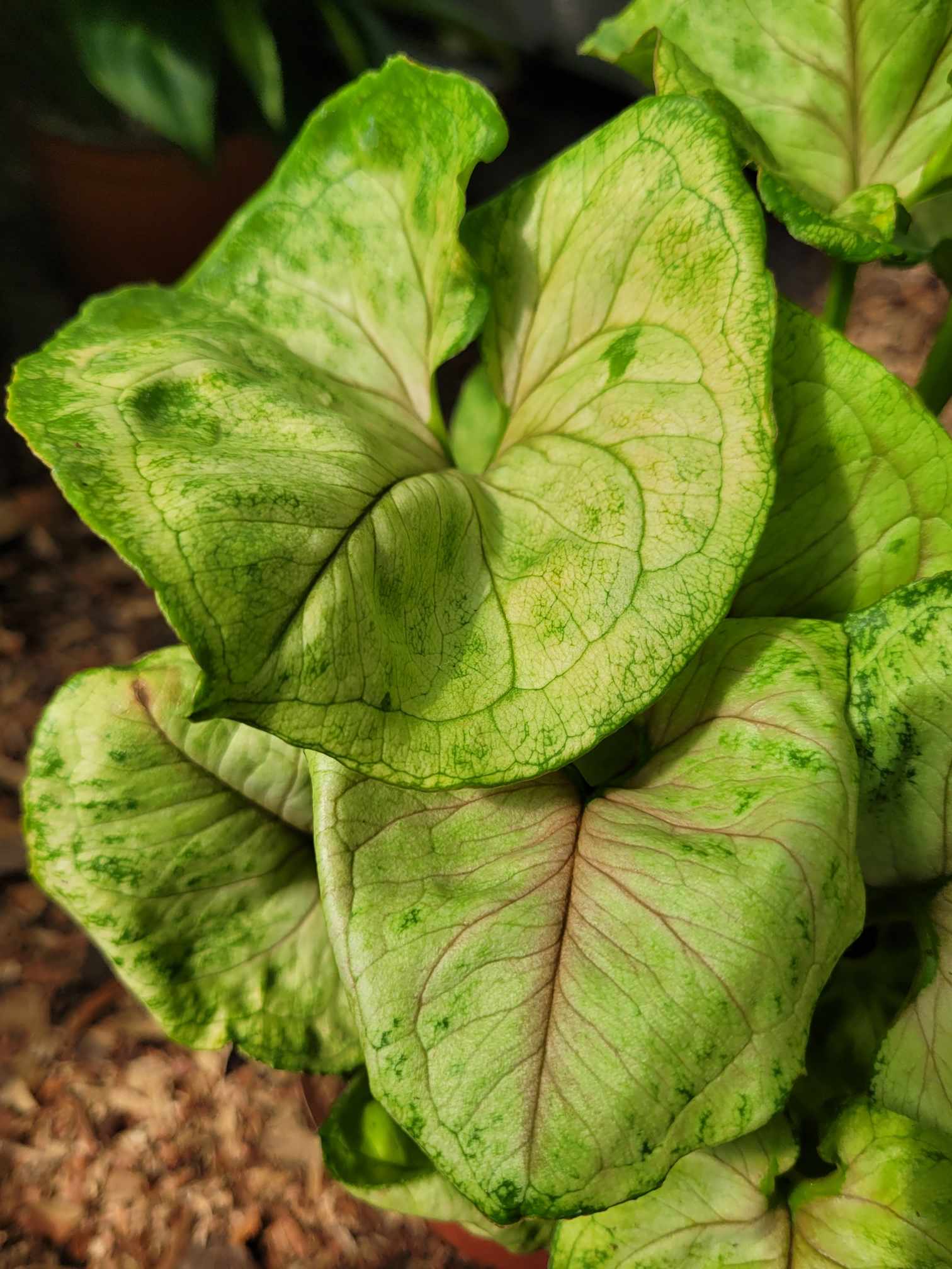 Syngonium Siam Kiwi