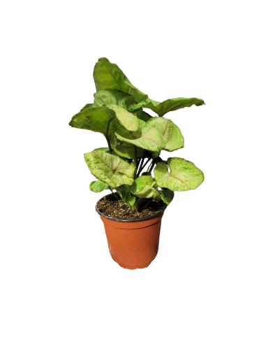 Syngonium Siam Kiwi