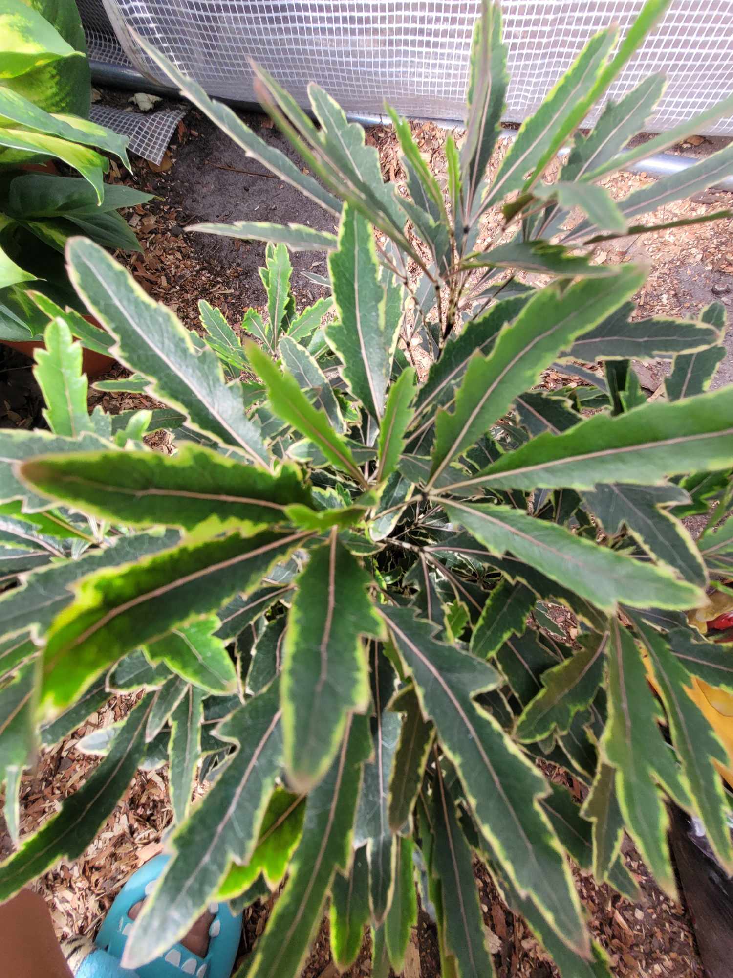 Dizygotheca elegantissima