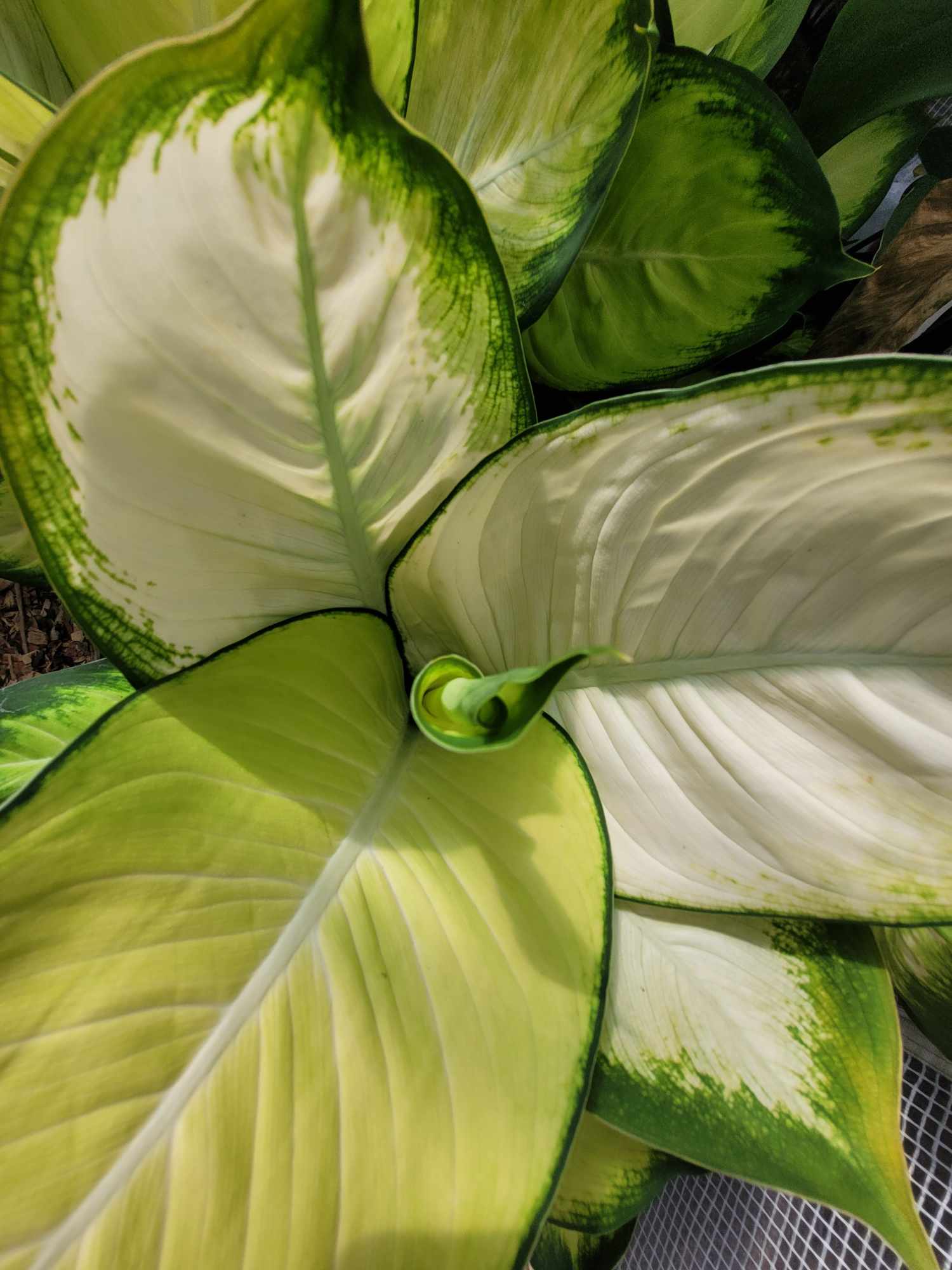 Dieffenbachia Tropic Marianne