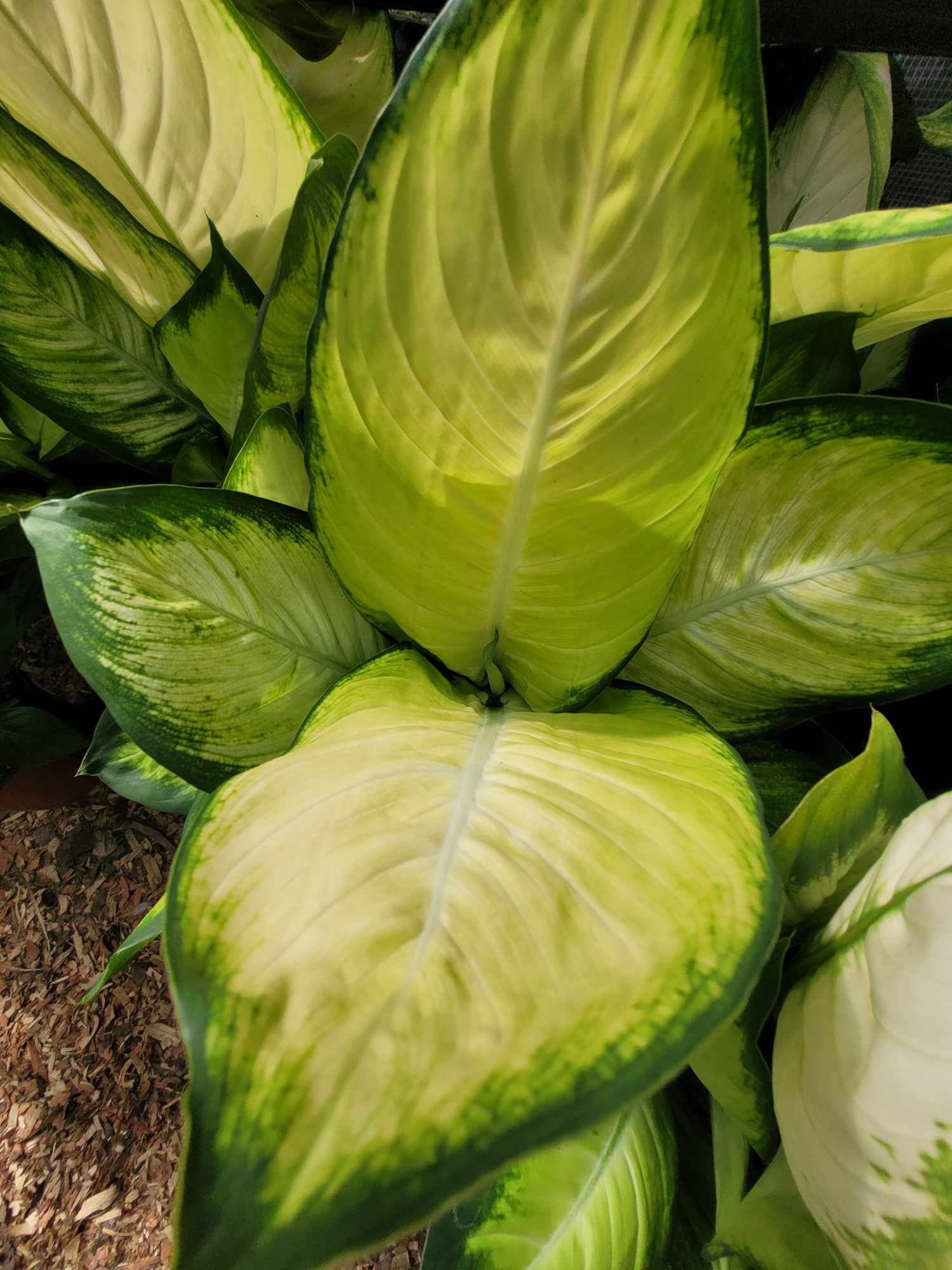 Dieffenbachia Tropic Marianne