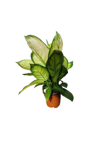 Dieffenbachia Tropic Marianne