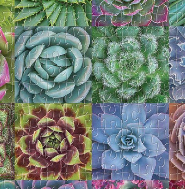 Succulent Spectrum Puzzle
