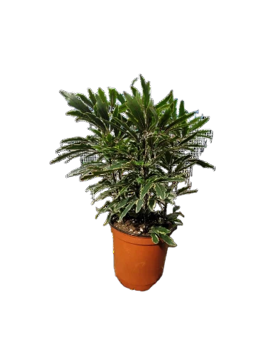 Dizygotheca elegantissima