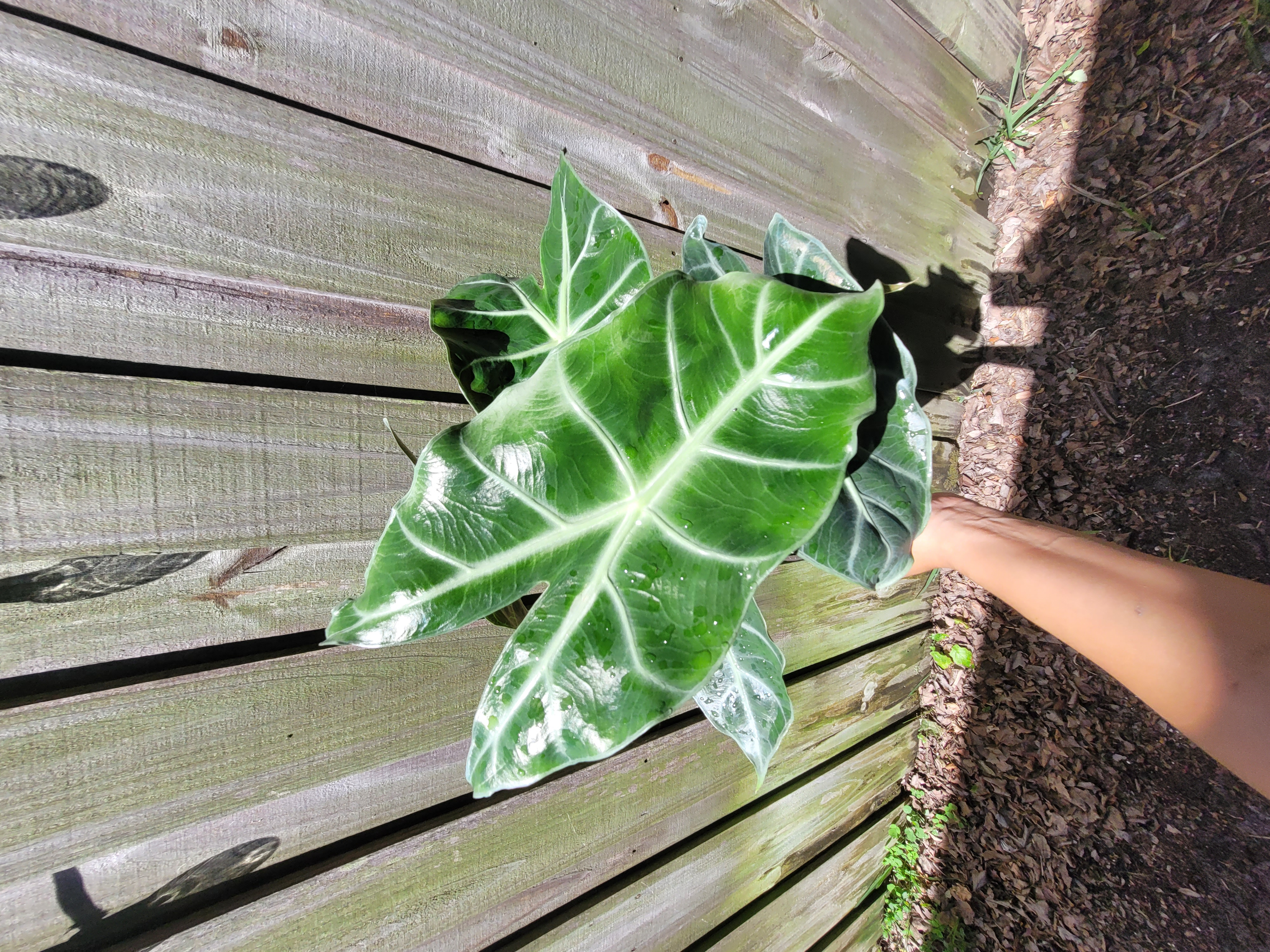 Alocasia lowii 'Morocco'