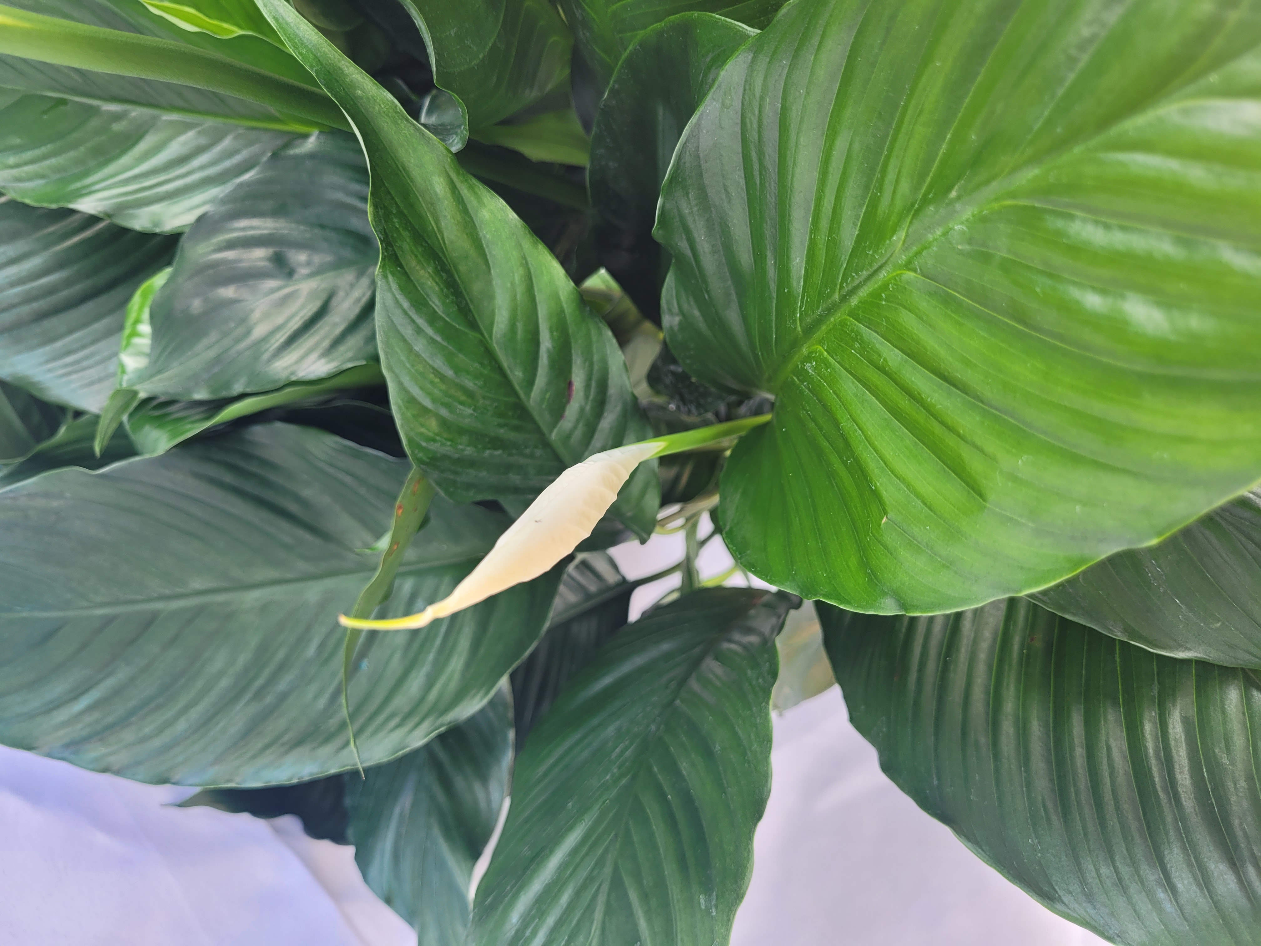Spathiphyllum wallisii