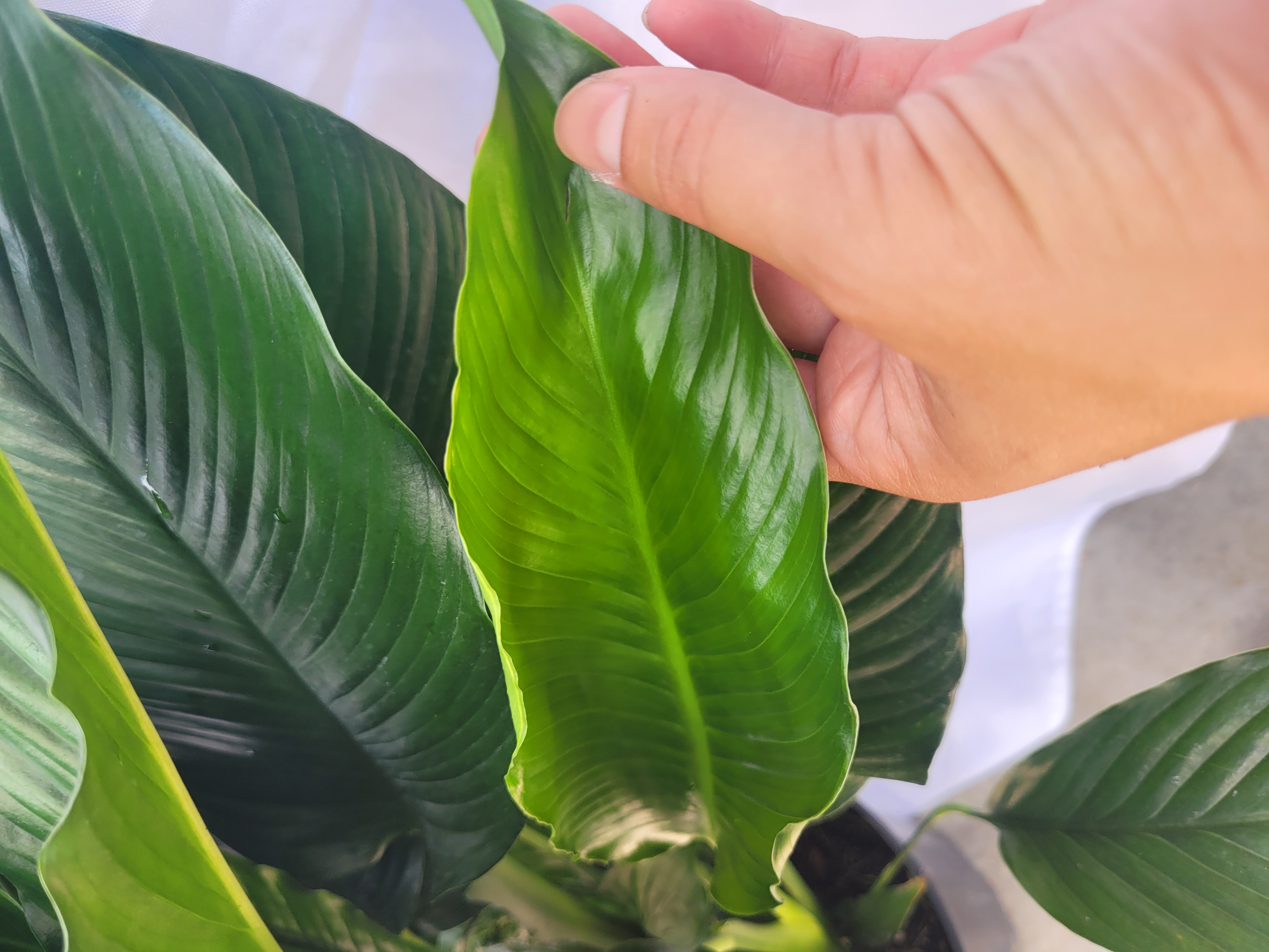Spathiphyllum wallisii