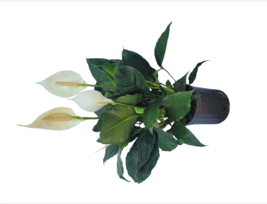 Spathiphyllum wallisii