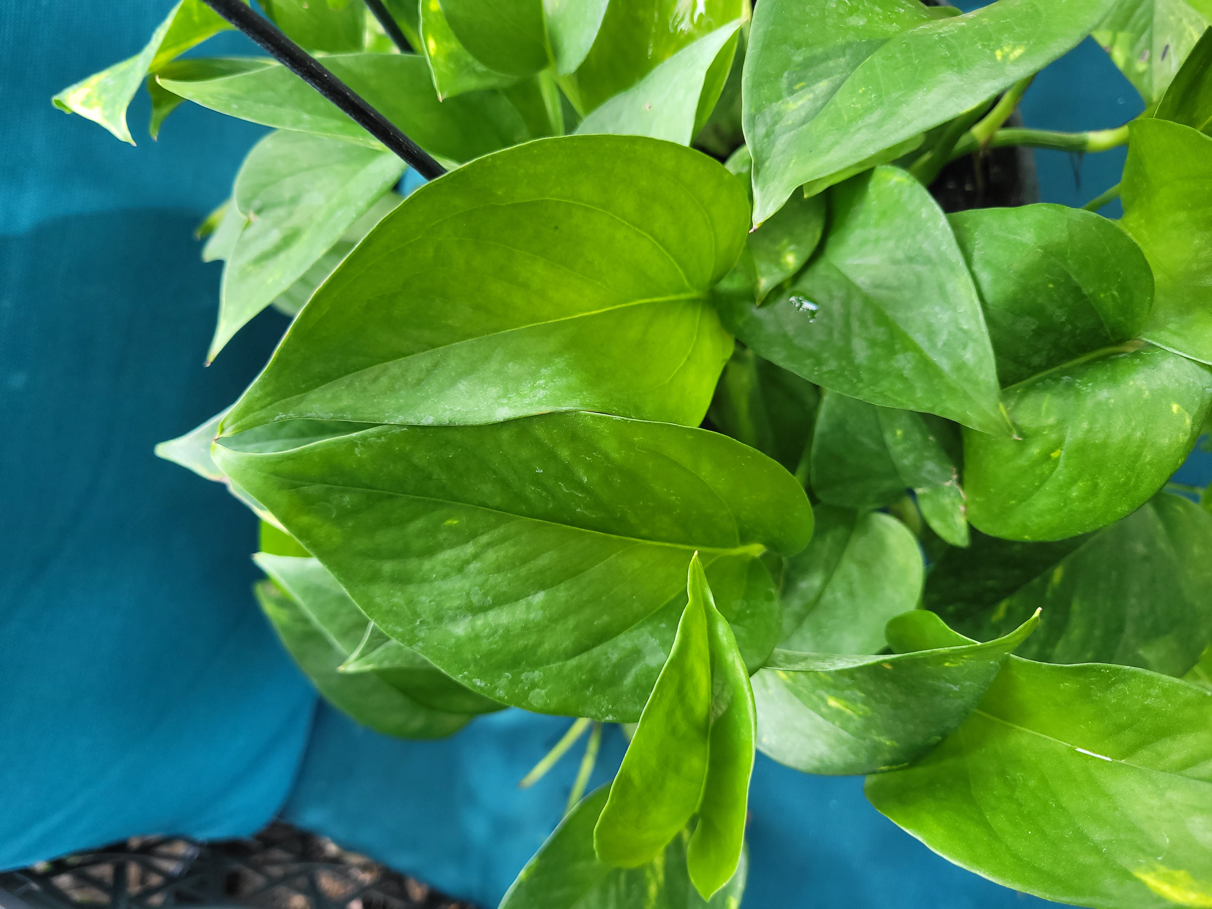 Epipremnum aureum