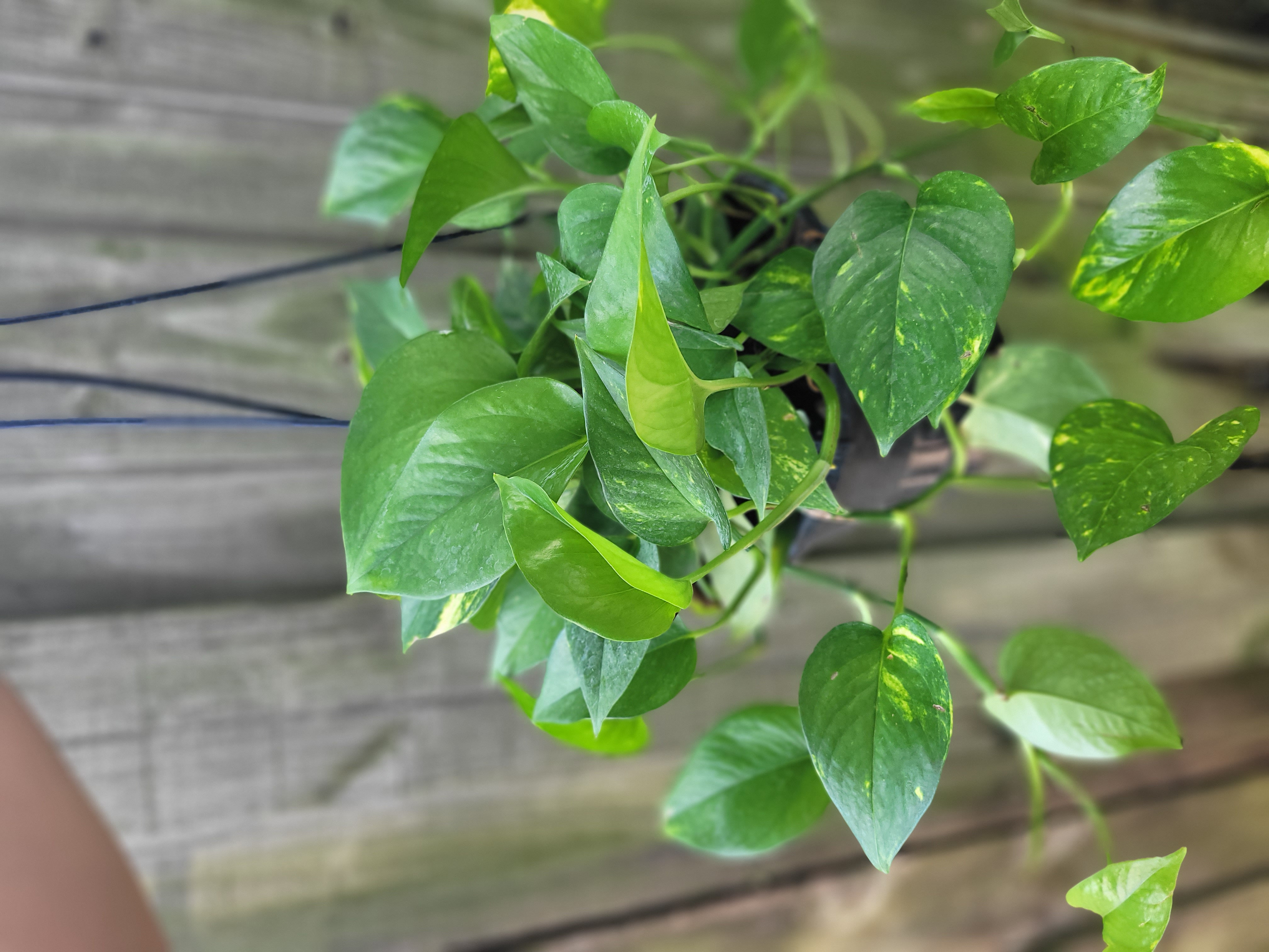 Epipremnum aureum