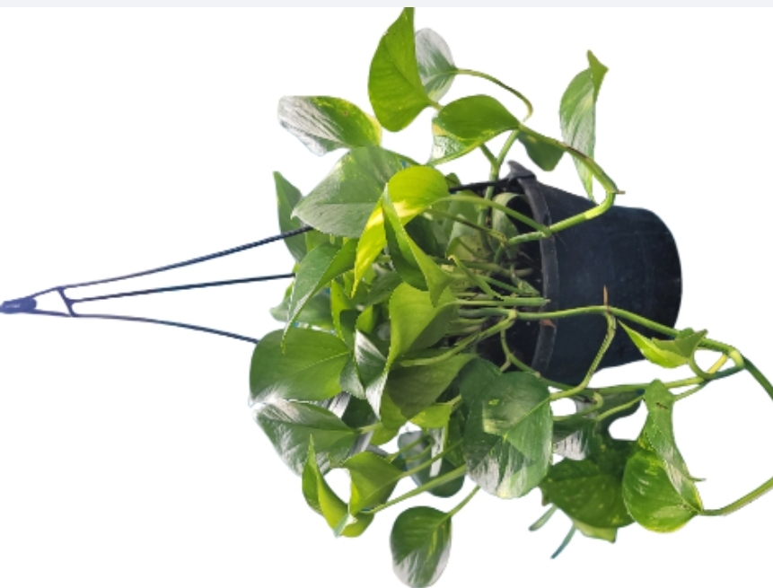 Epipremnum aureum