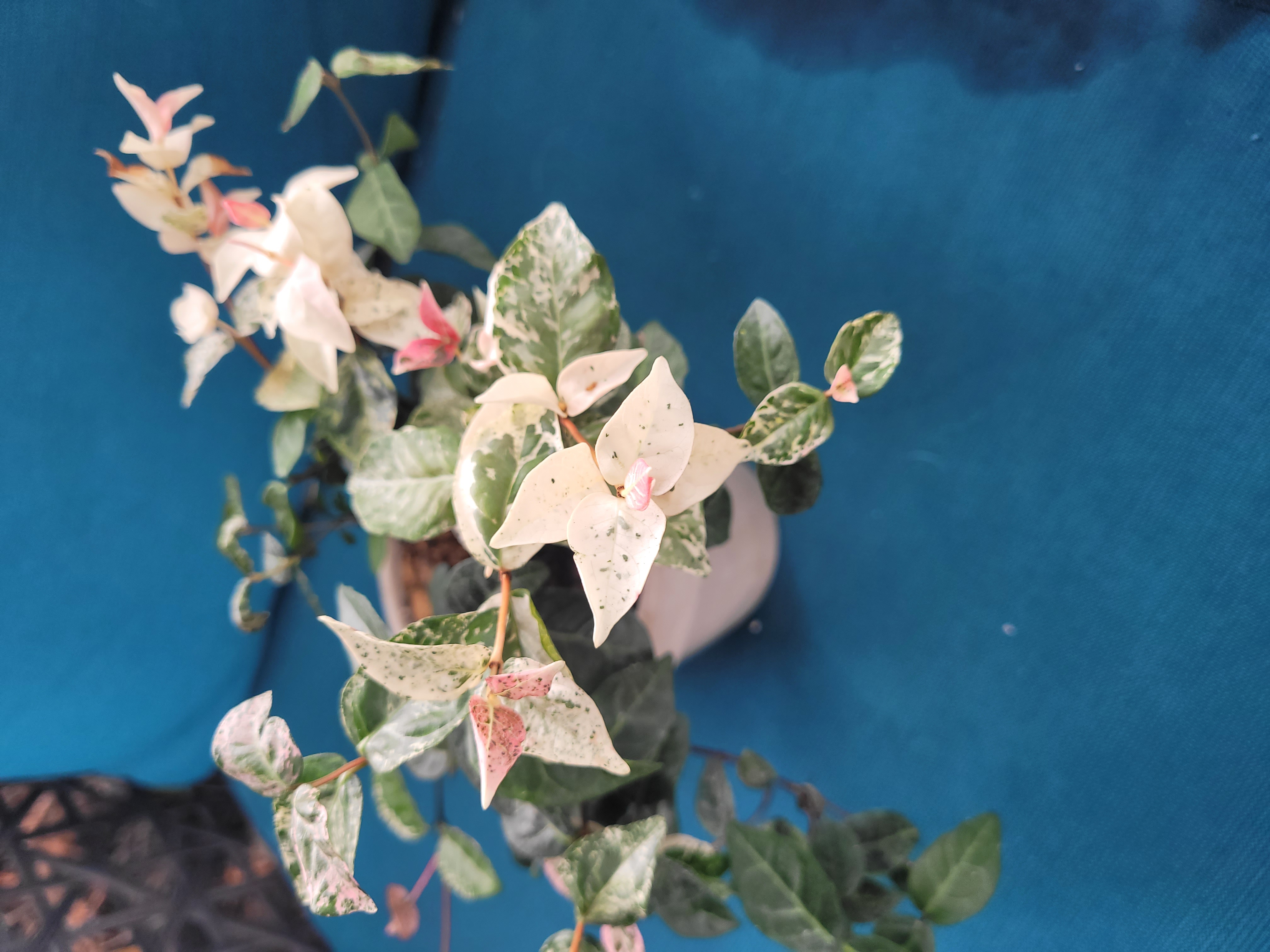 Trachelospermum asiaticum