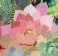 Succulent Mosaic Jigsaw Puzzle