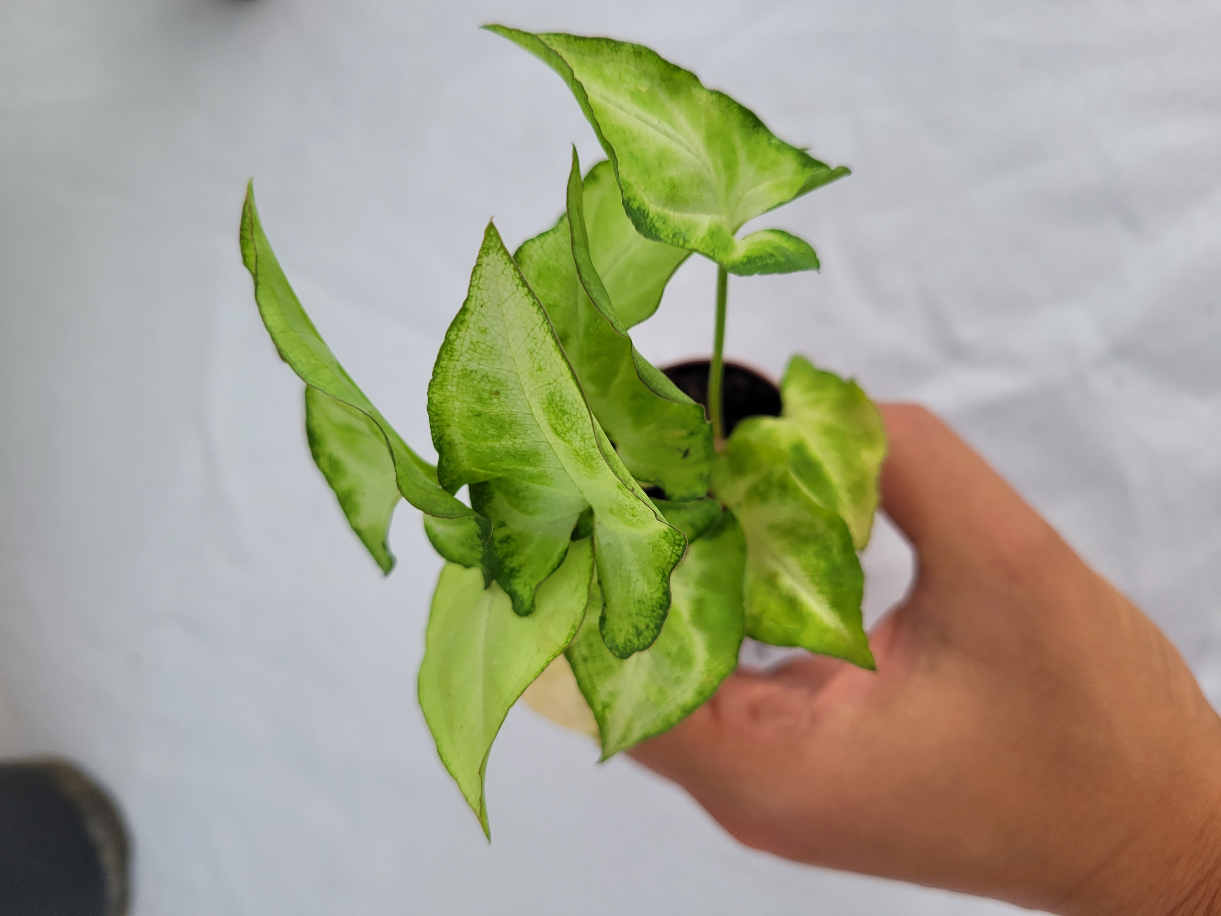 Syngonium Podophyllum