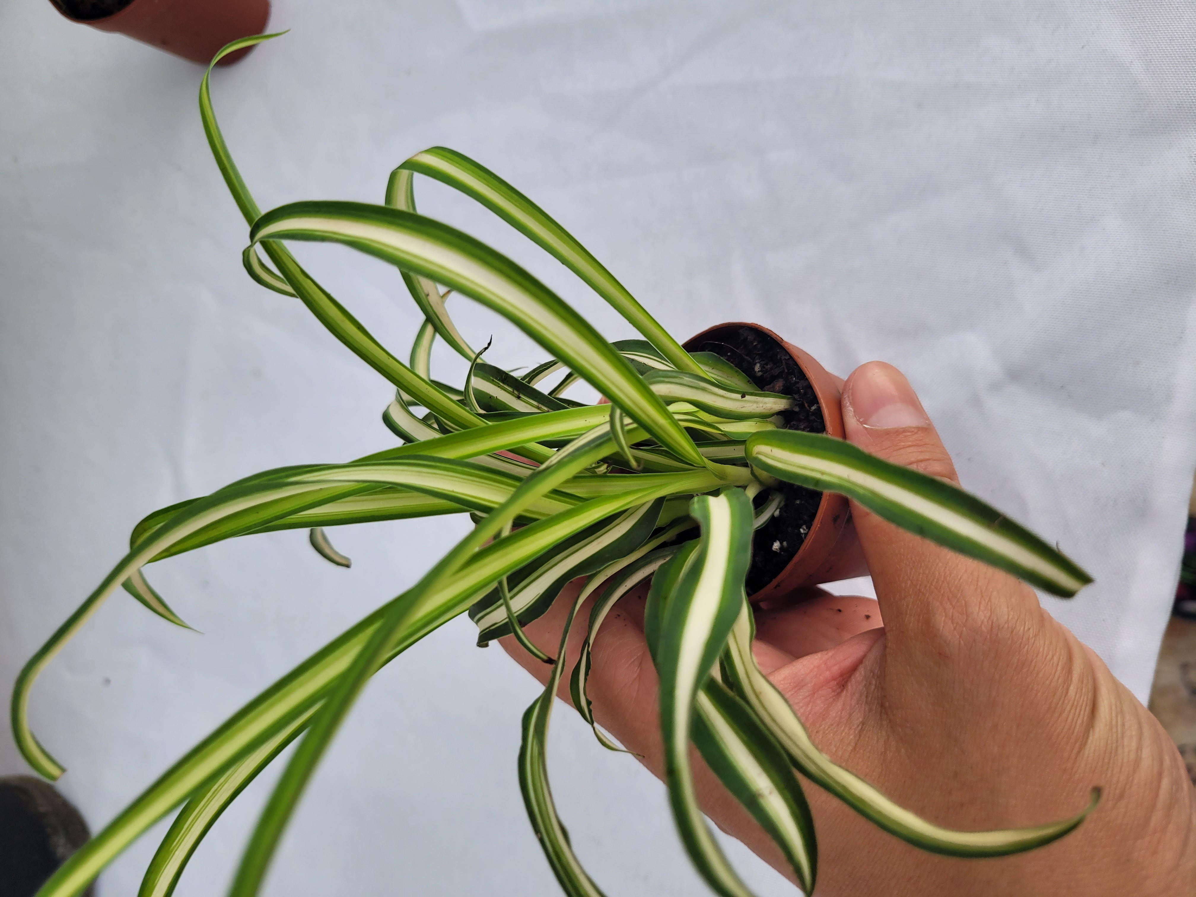 Chlorophytum comosum