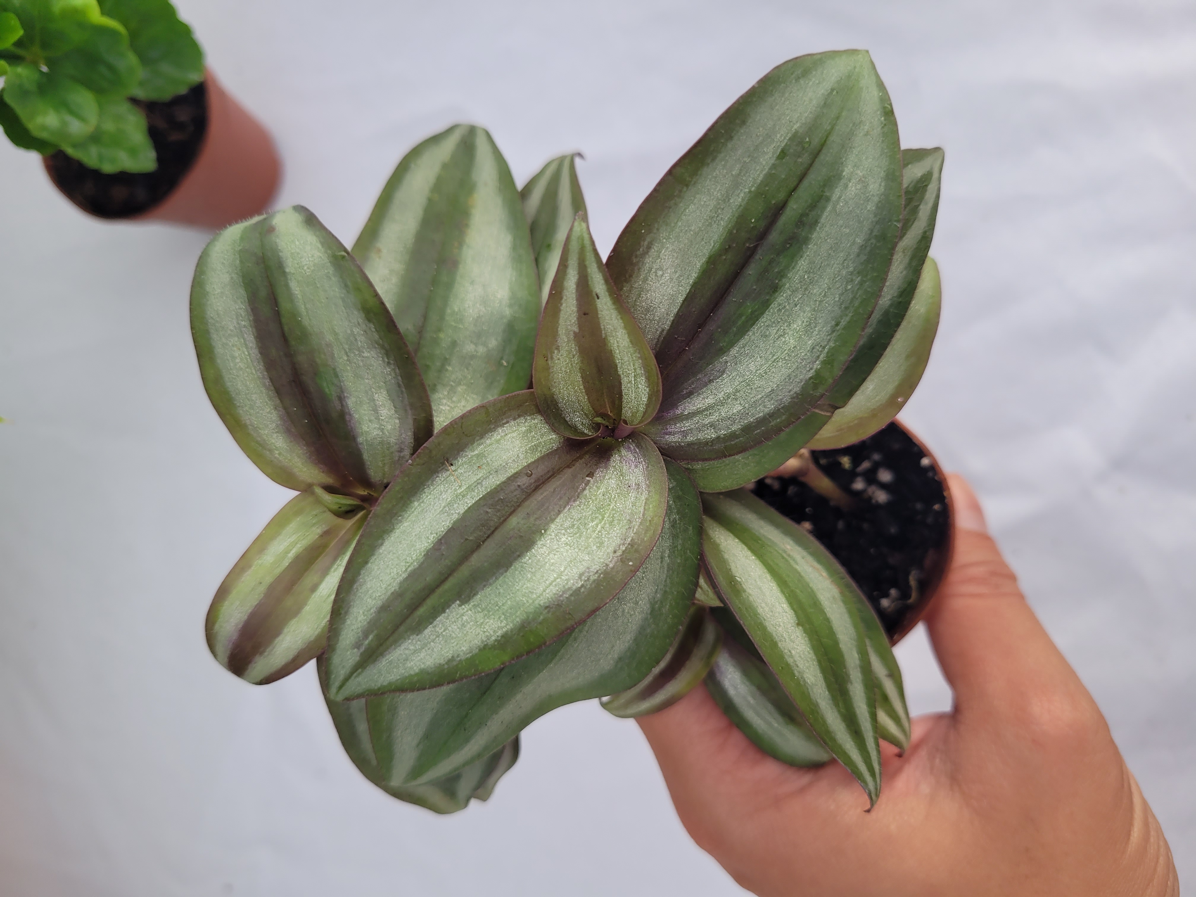 Tradescantia Zebrina 
