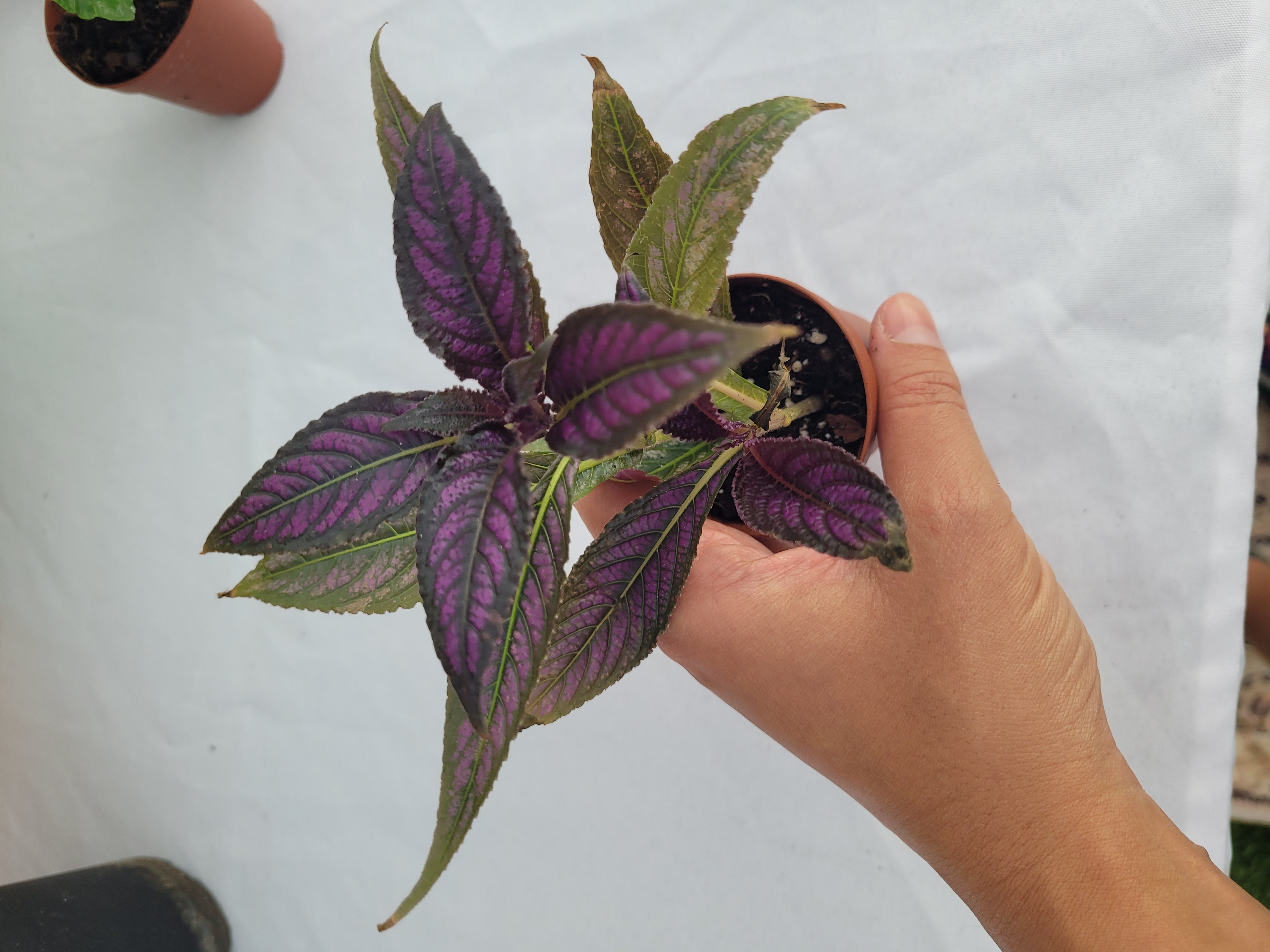 Strobilanthes dyeriana