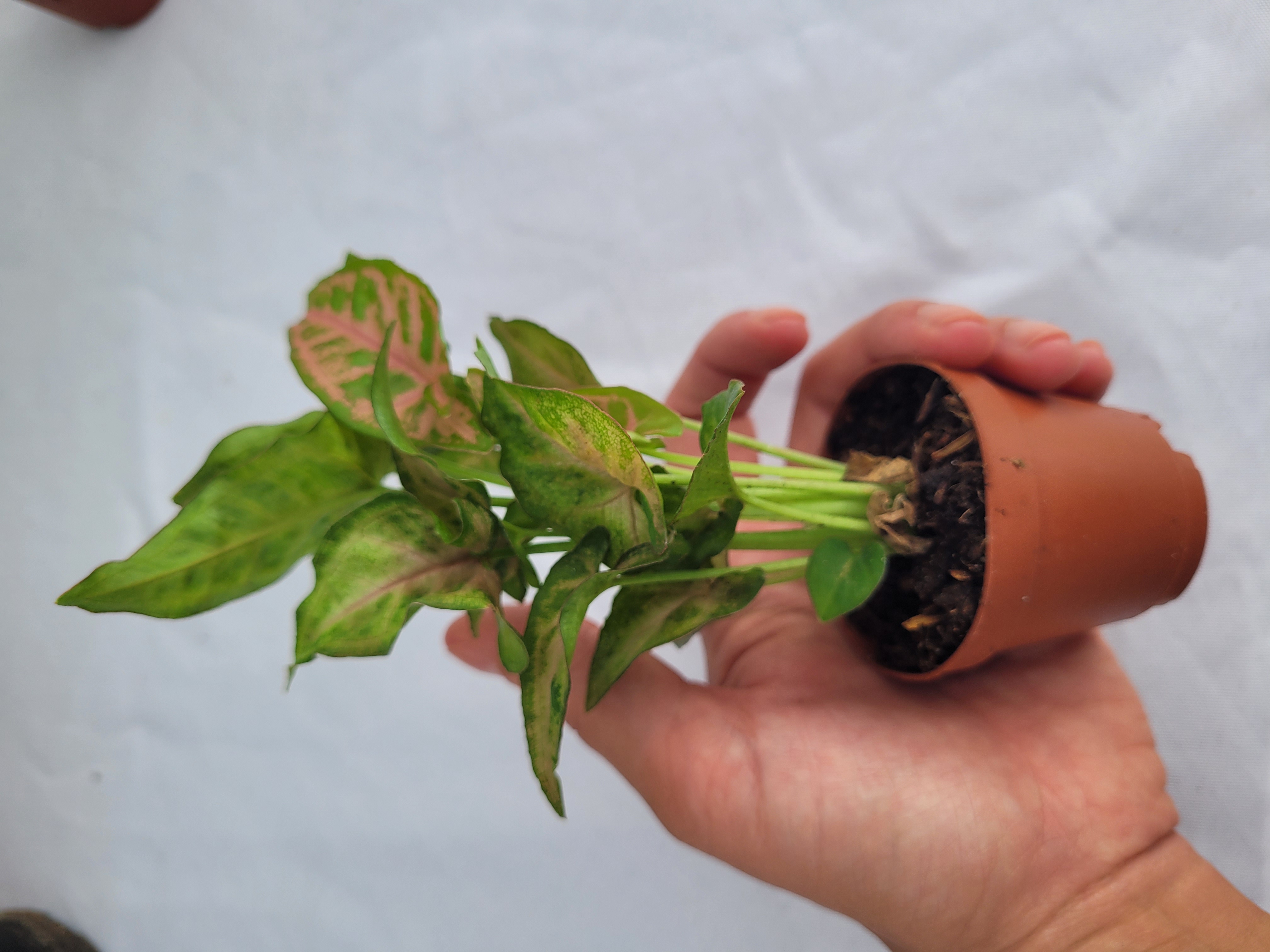 Pink Syngonium