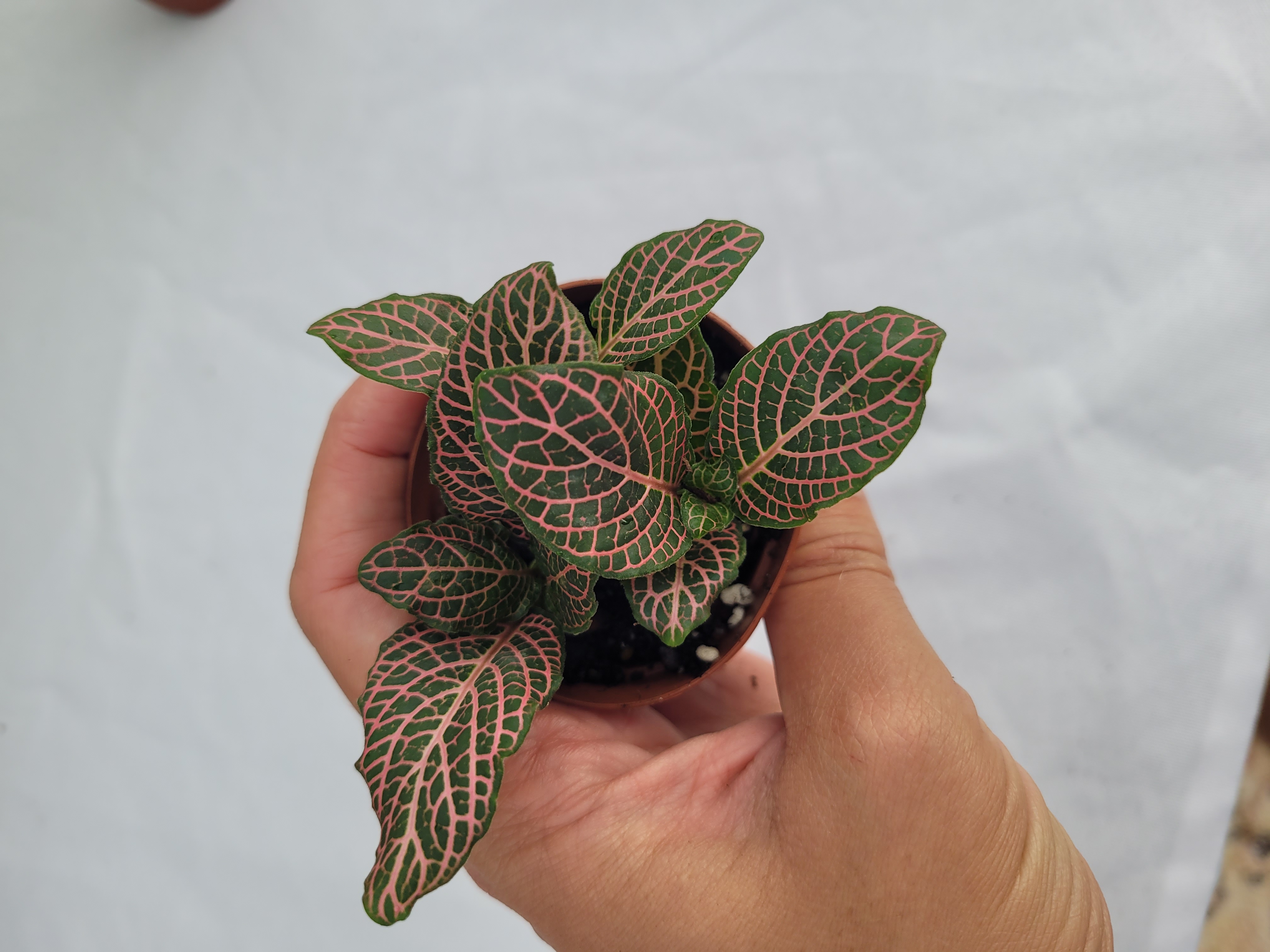 Fittonia Albivenis 