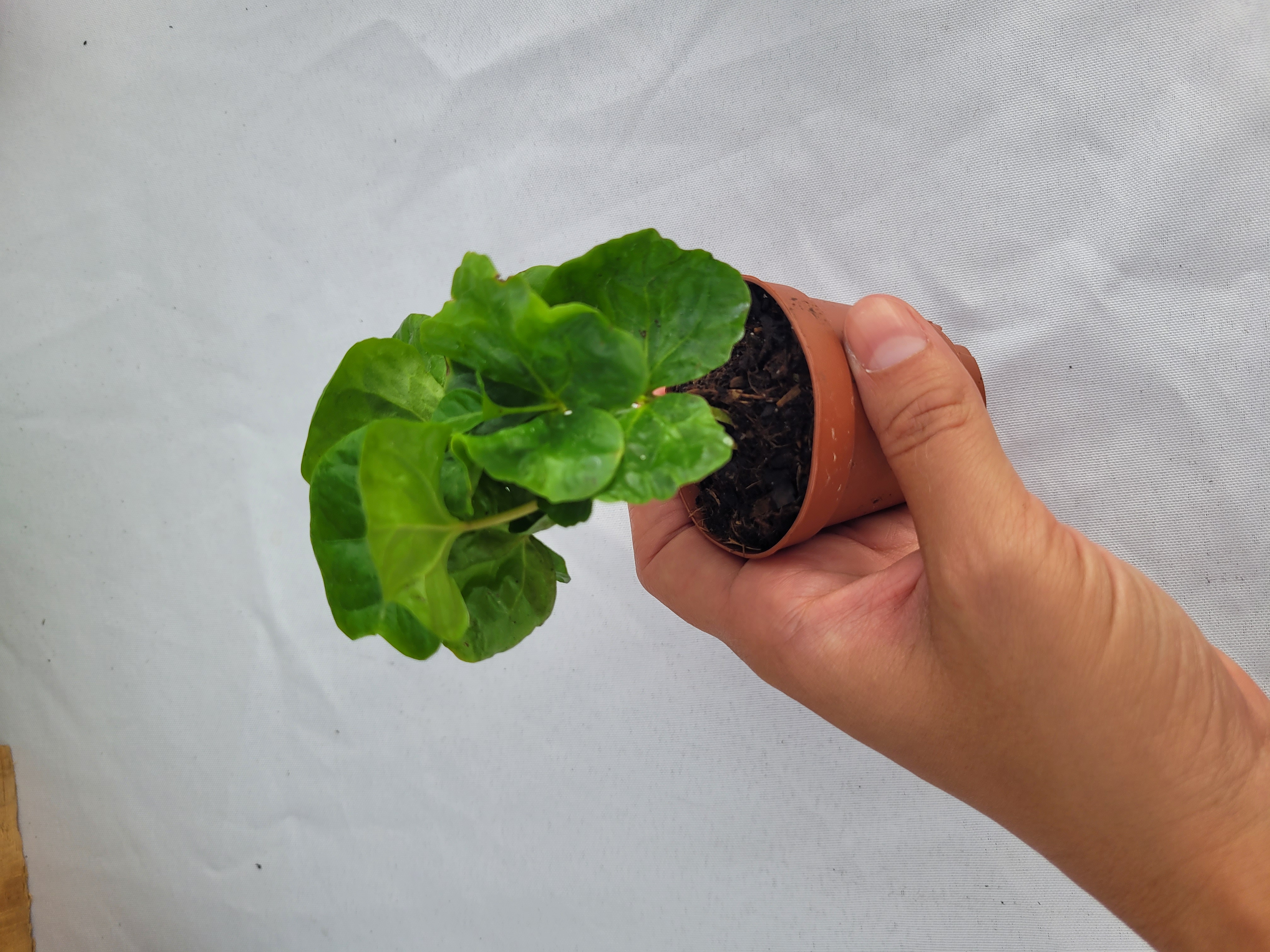 Coffea arabica