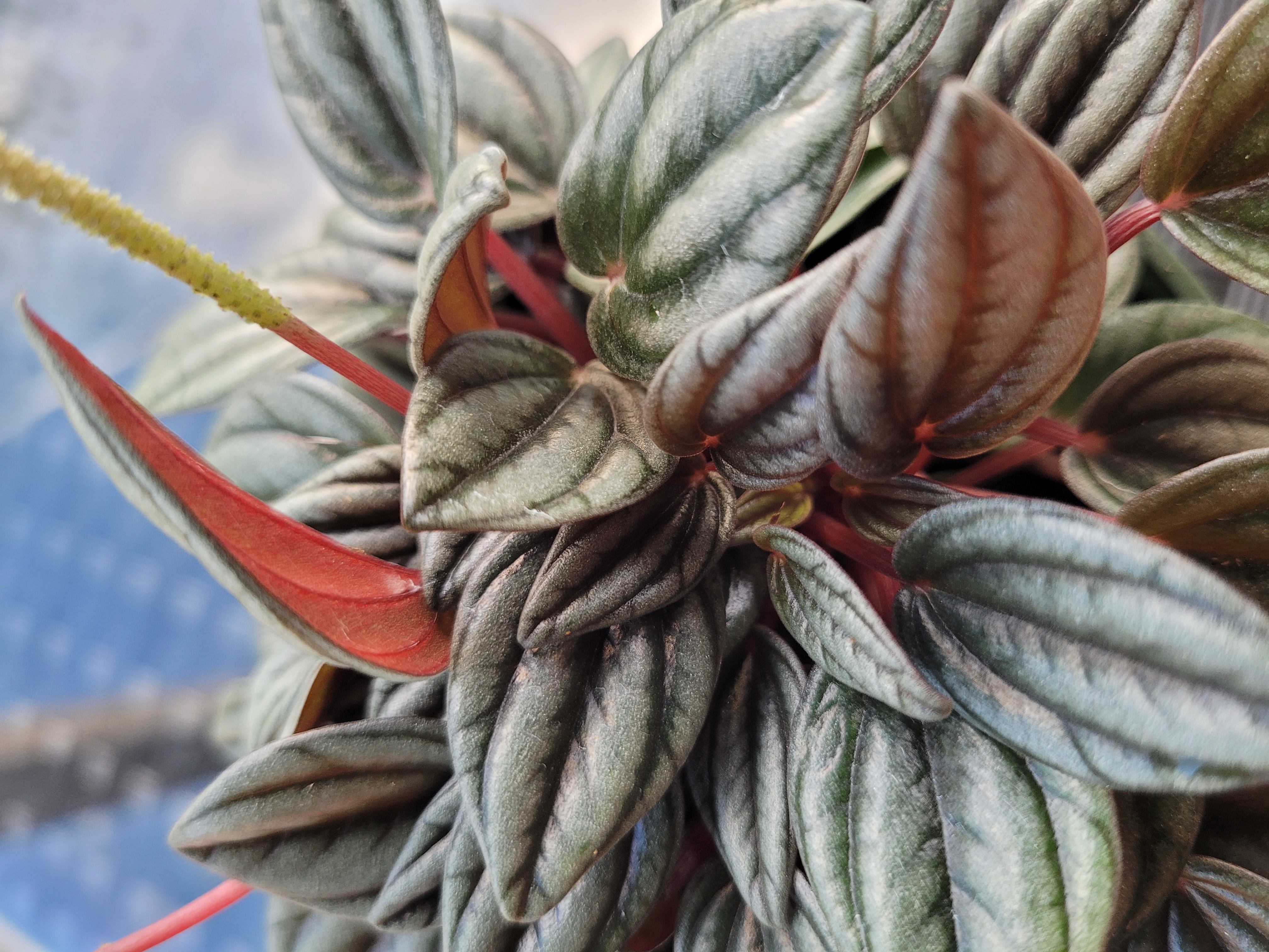 Peperomia San Merino