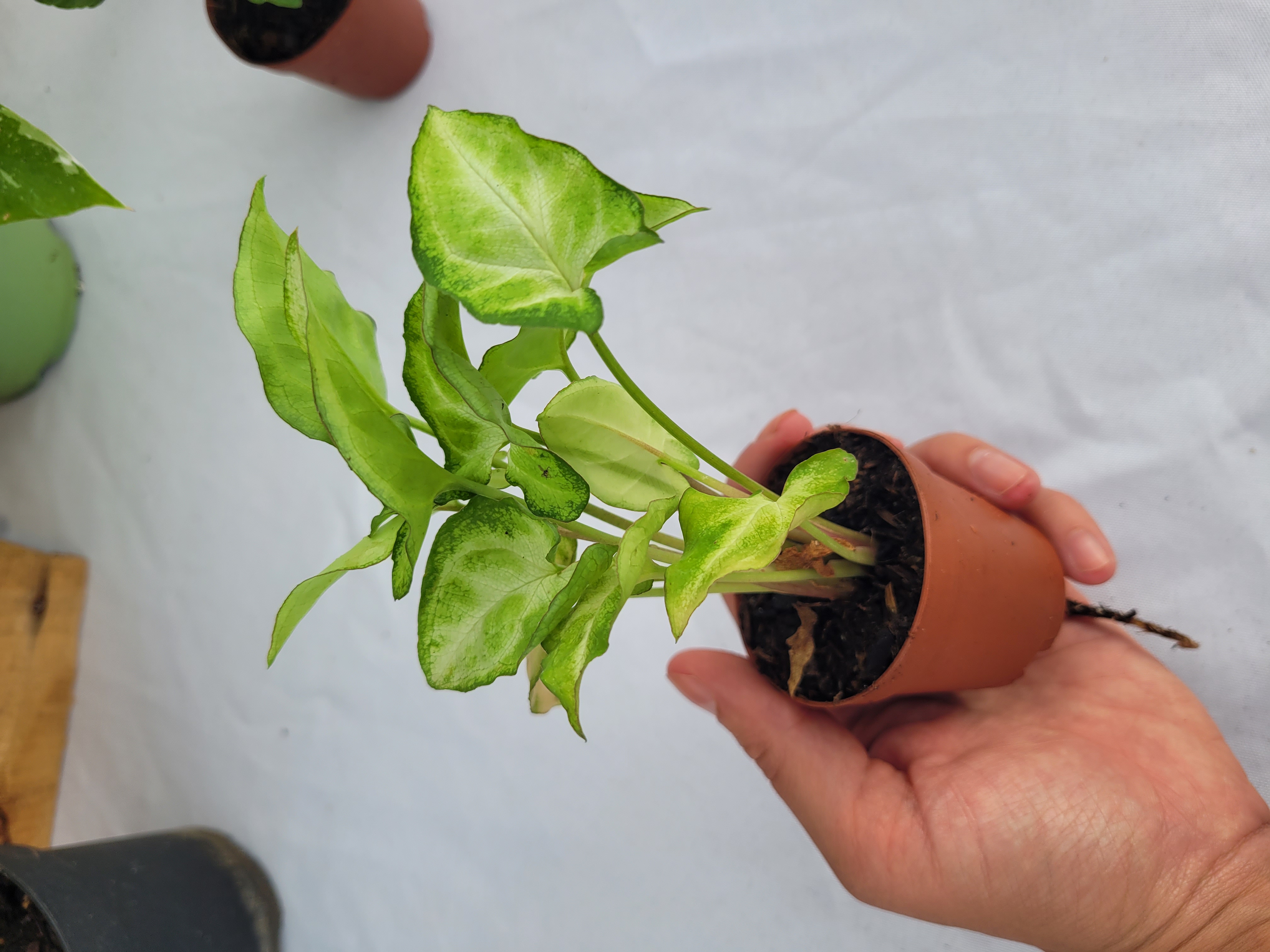 Syngonium Podophyllum