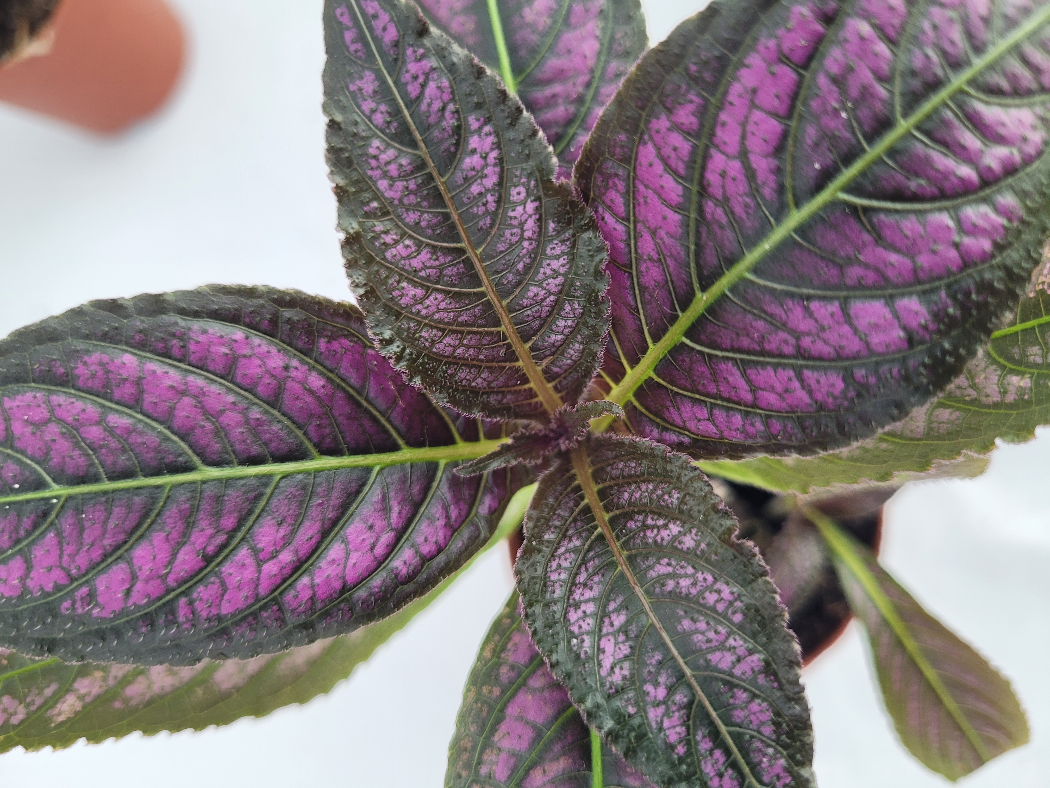 Strobilanthes dyeriana