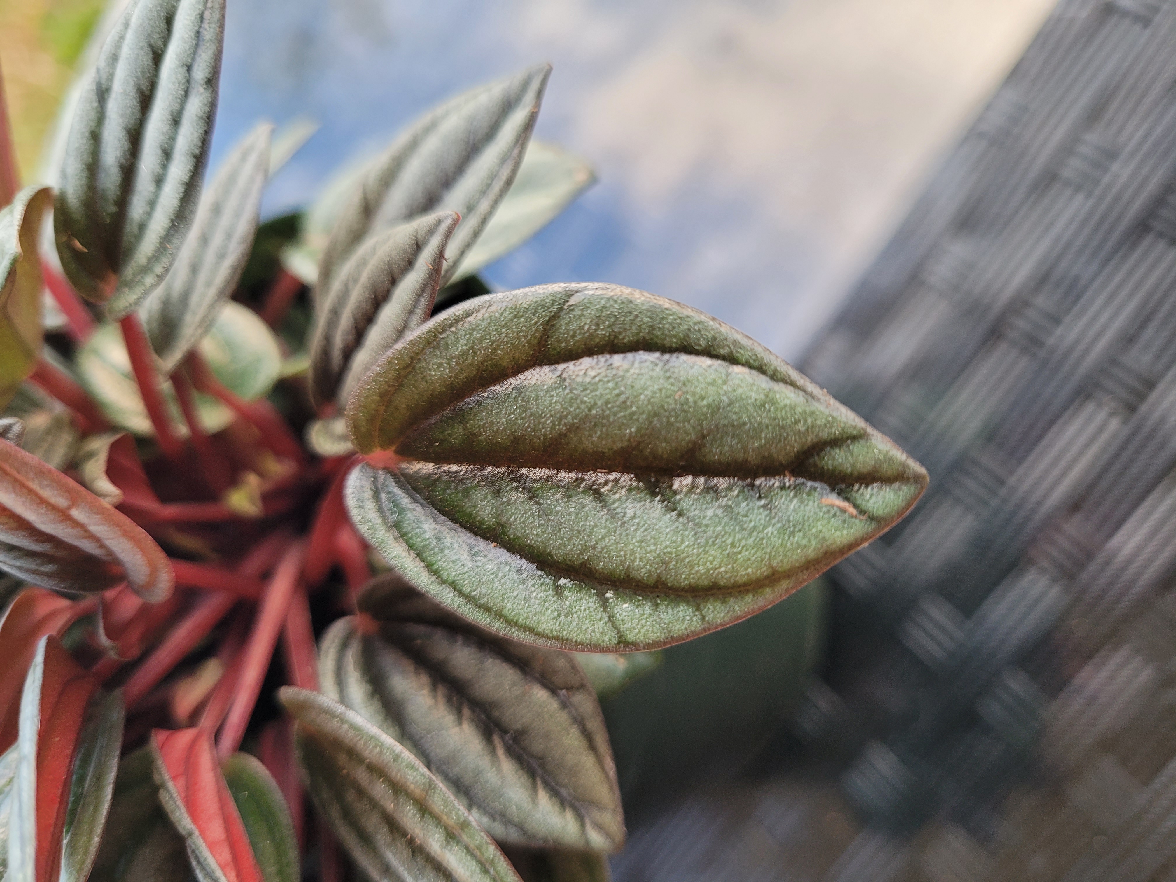 Peperomia San Merino