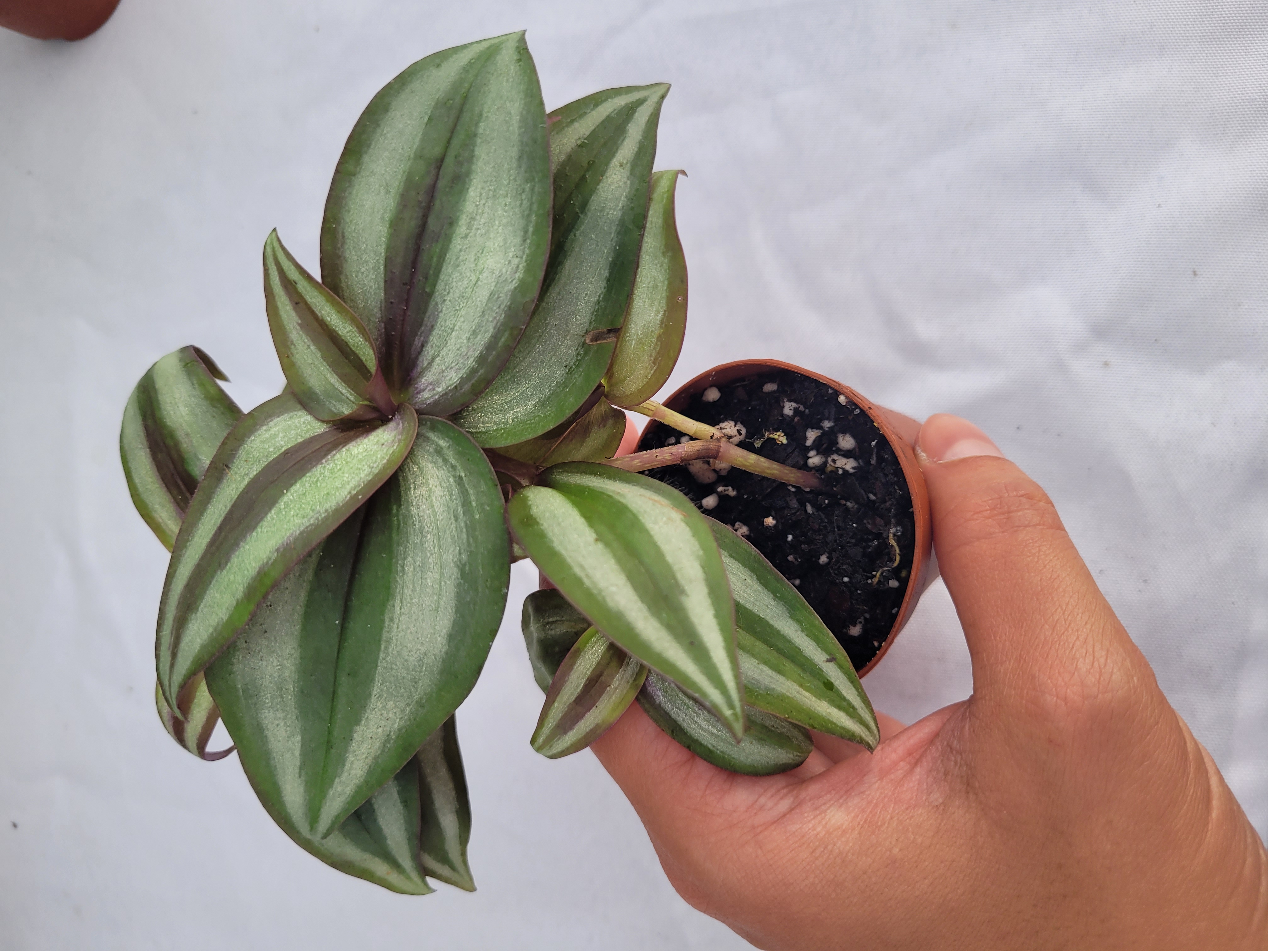 Tradescantia Zebrina 