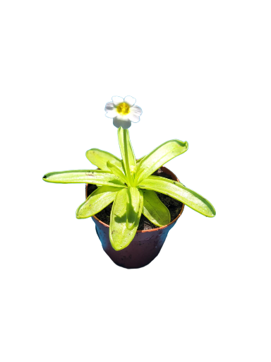 Pinguicula primuliflora