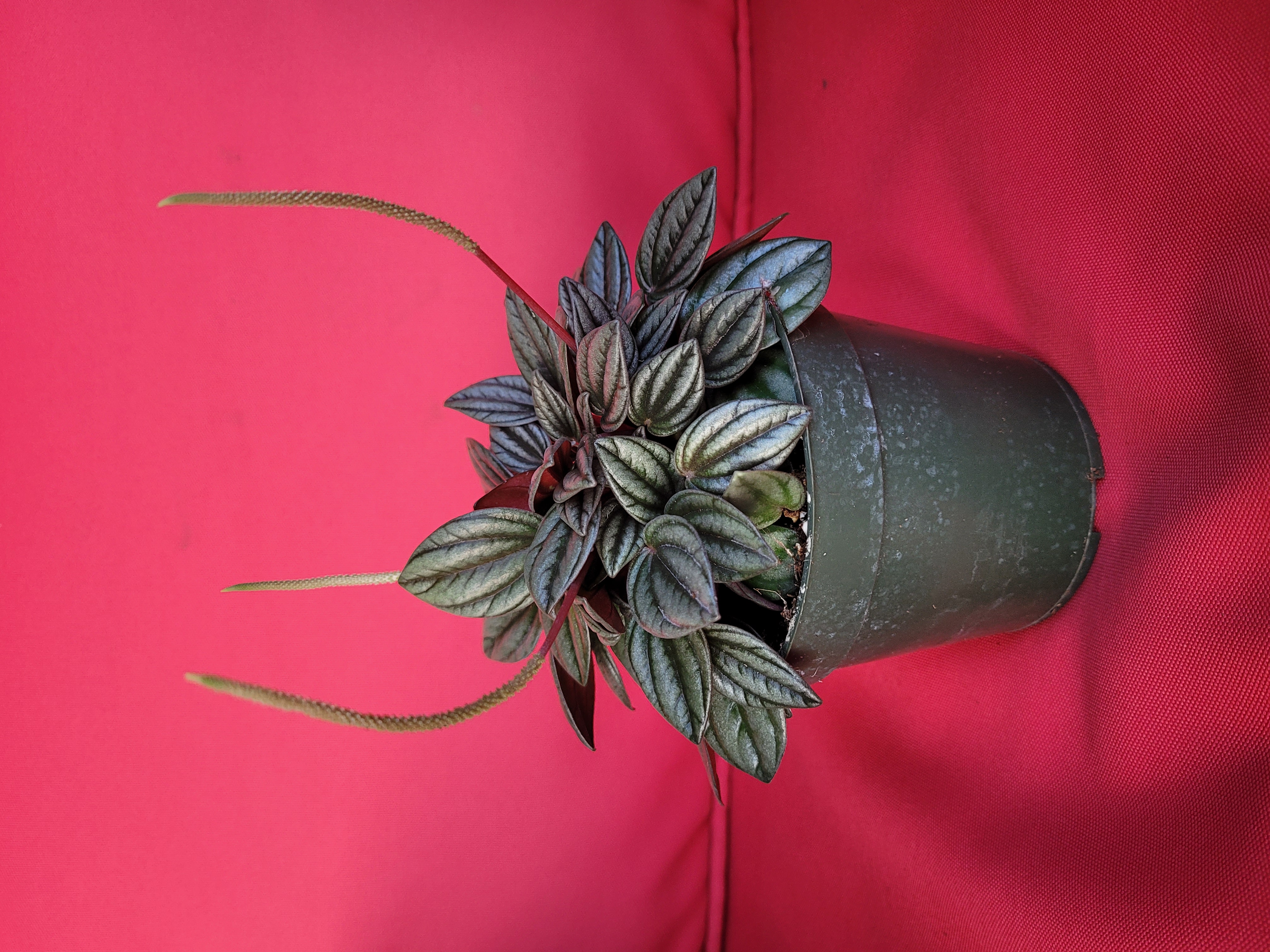 Peperomia San Merino