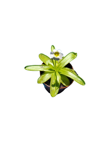 Pinguicula primuliflora