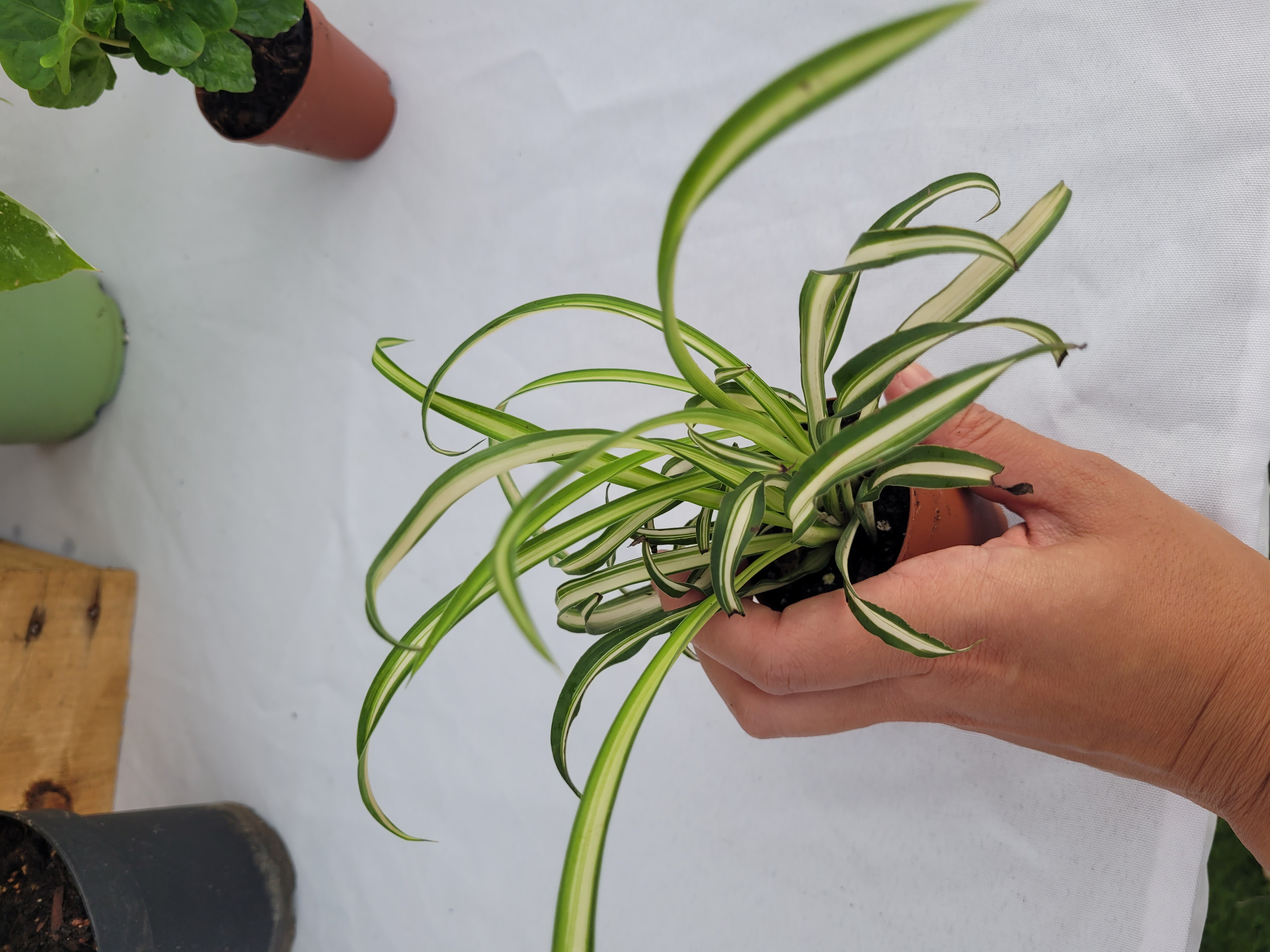 Chlorophytum comosum