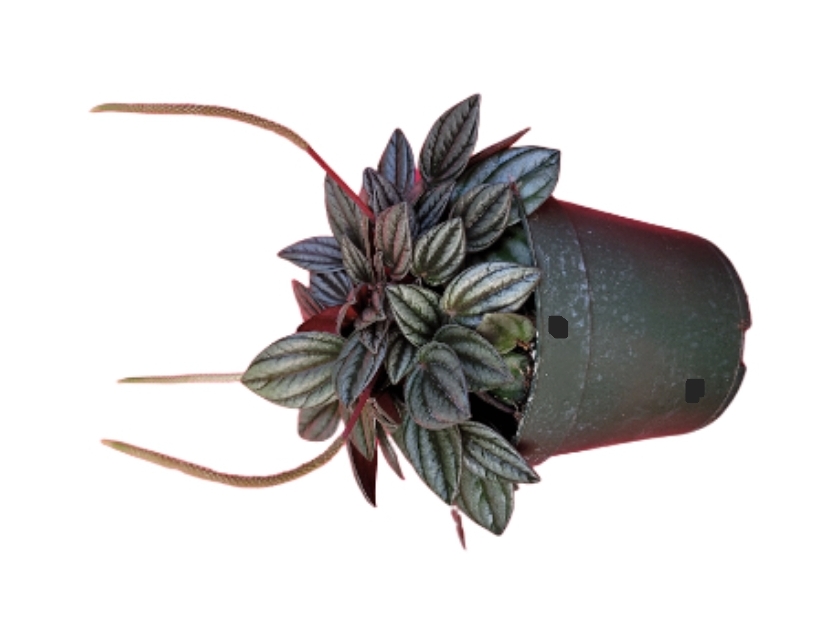 Peperomia San Merino