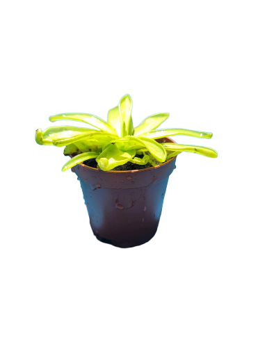 Pinguicula primuliflora