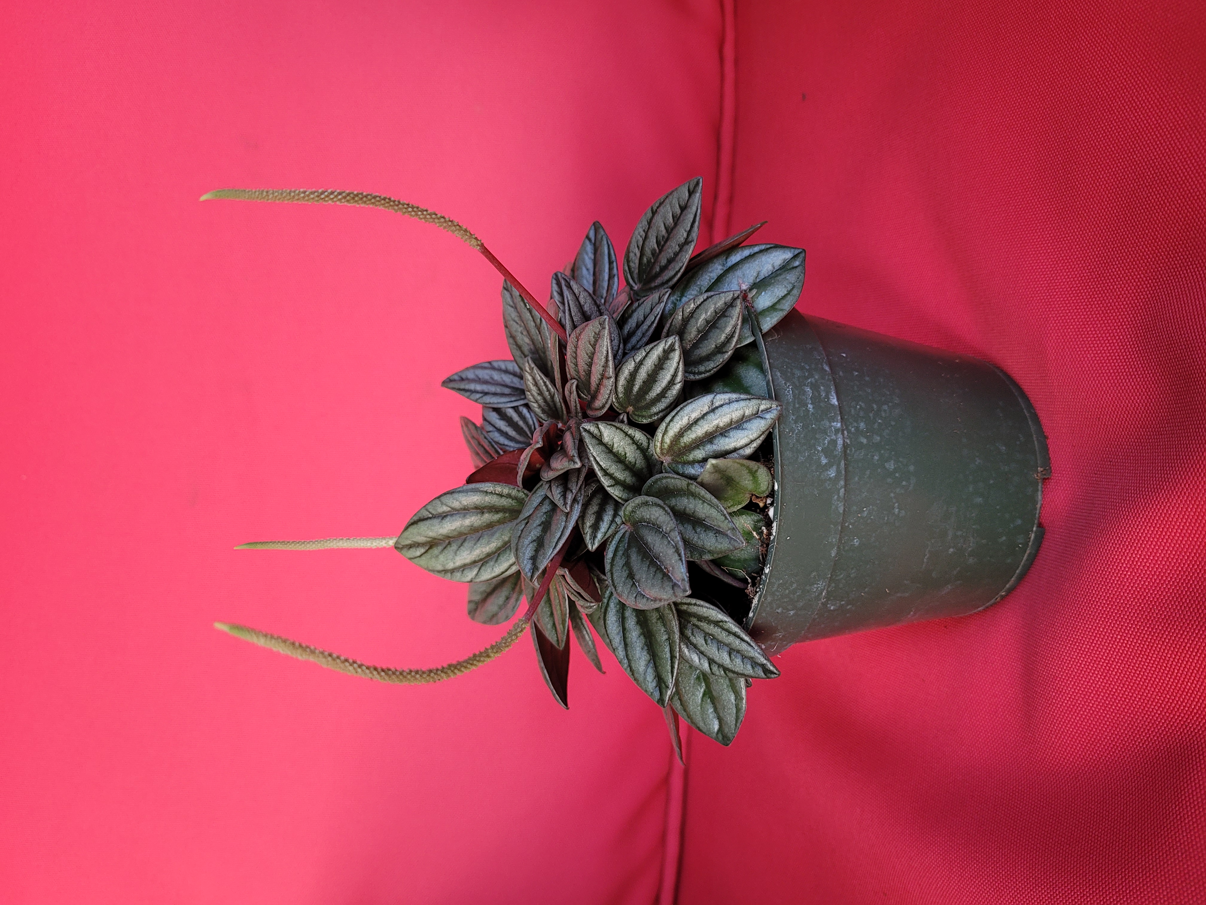 Peperomia San Merino