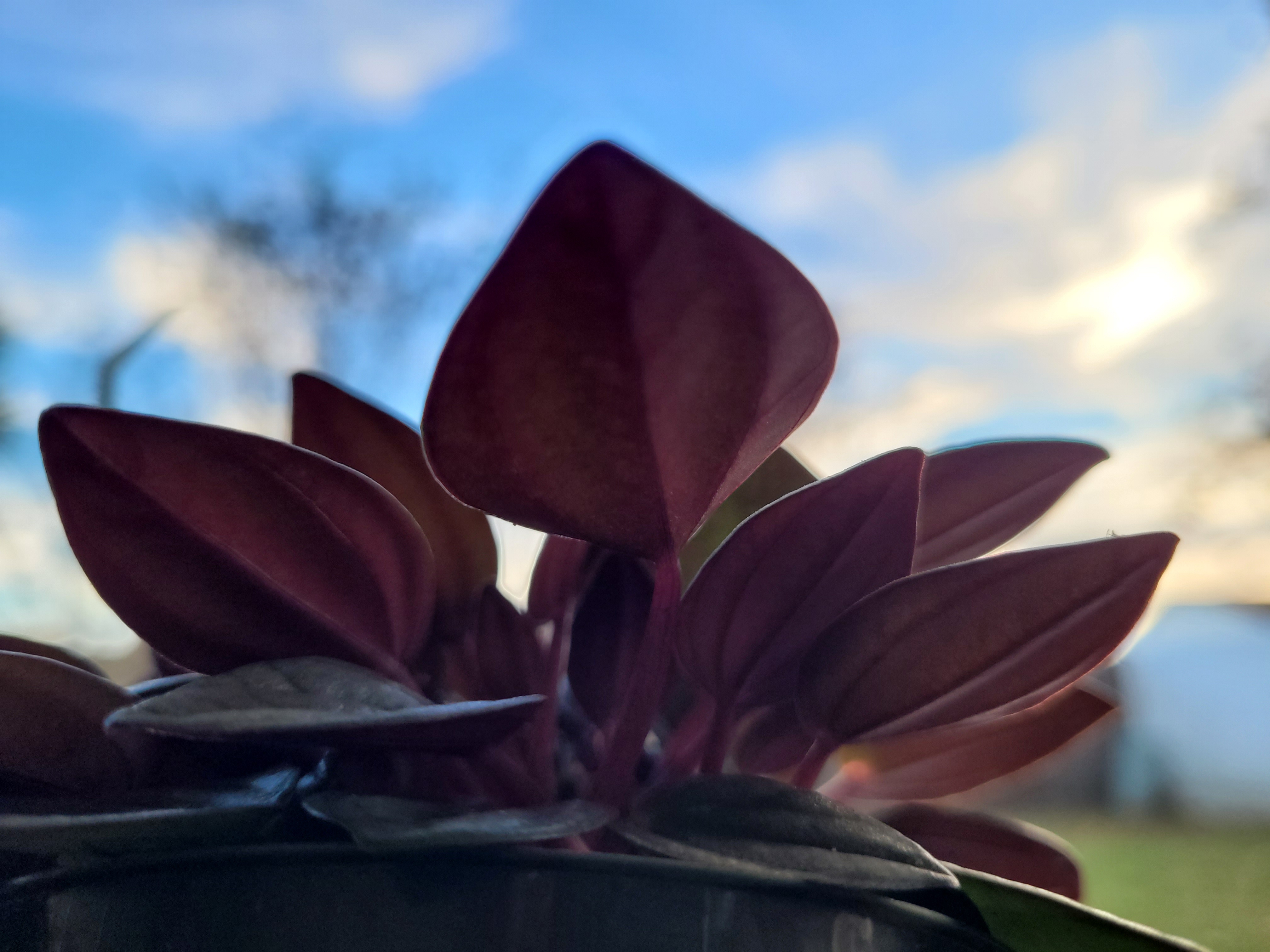 Peperomia San Merino