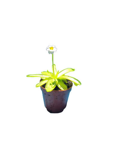Pinguicula primuliflora