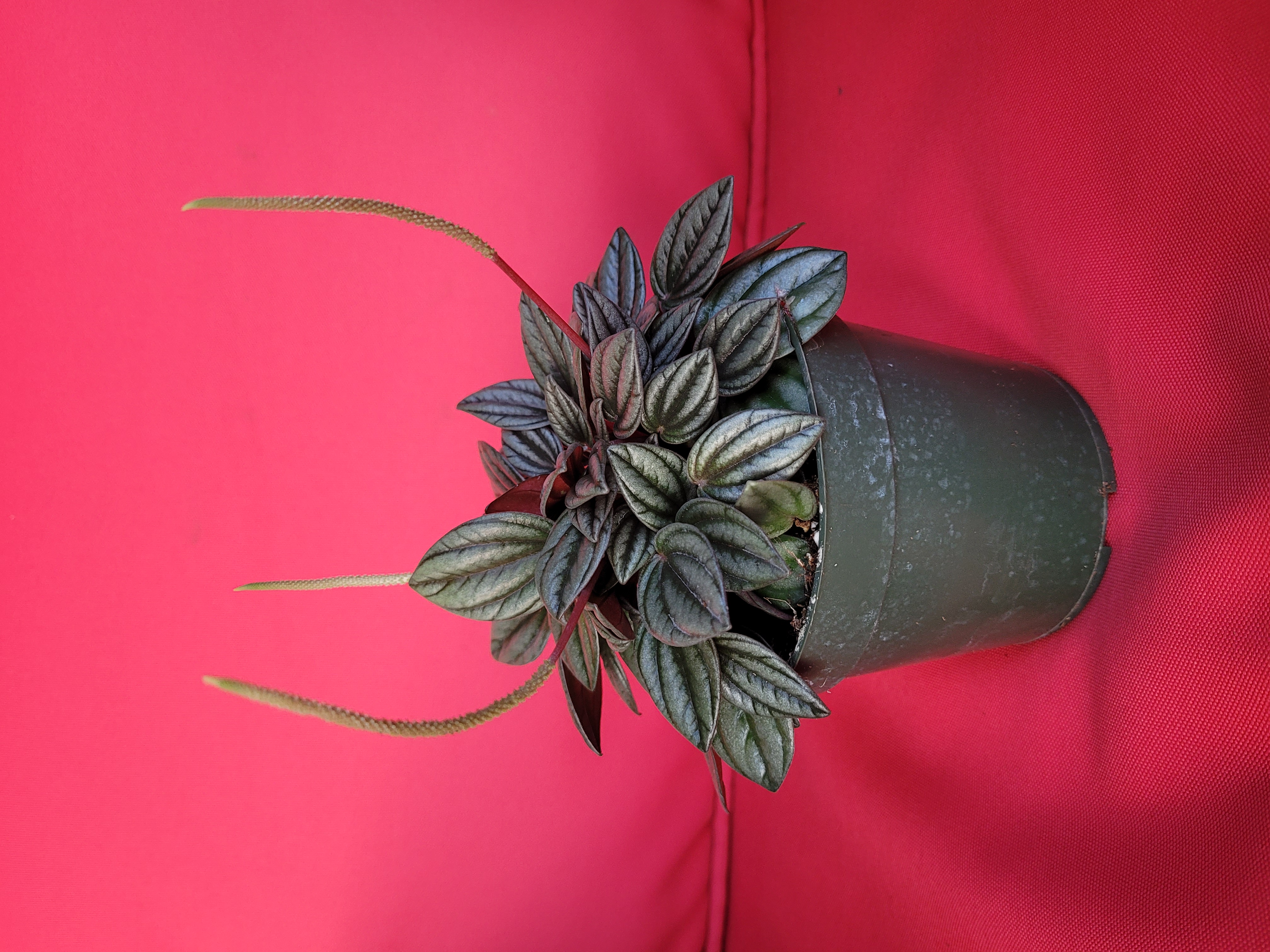 Peperomia San Merino