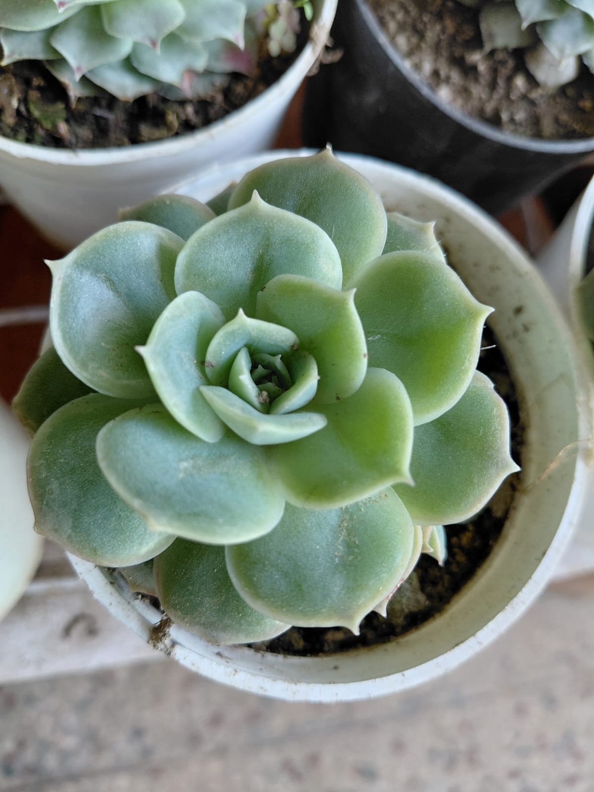 Echeveria Succulent Plant