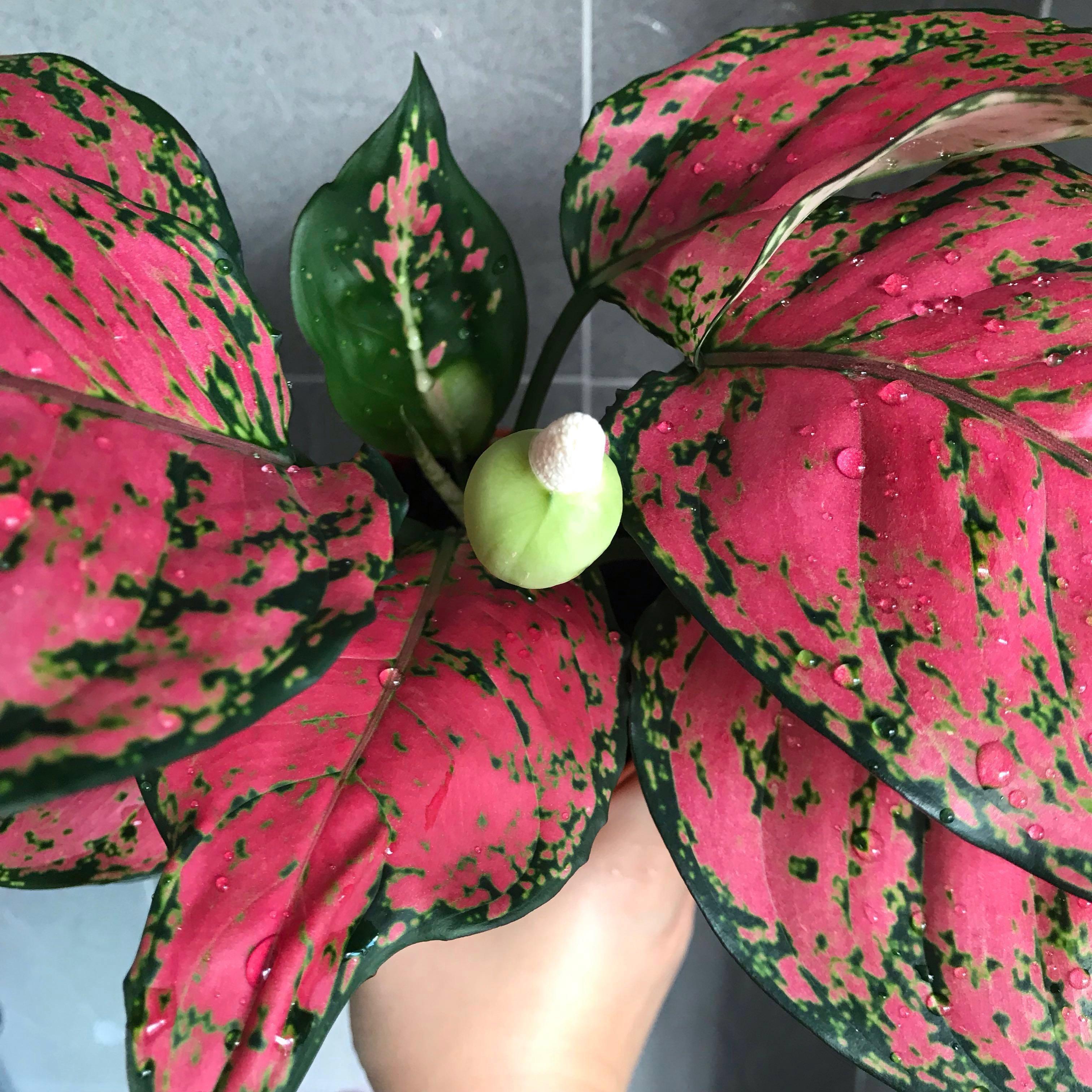 Apple Aglaonema