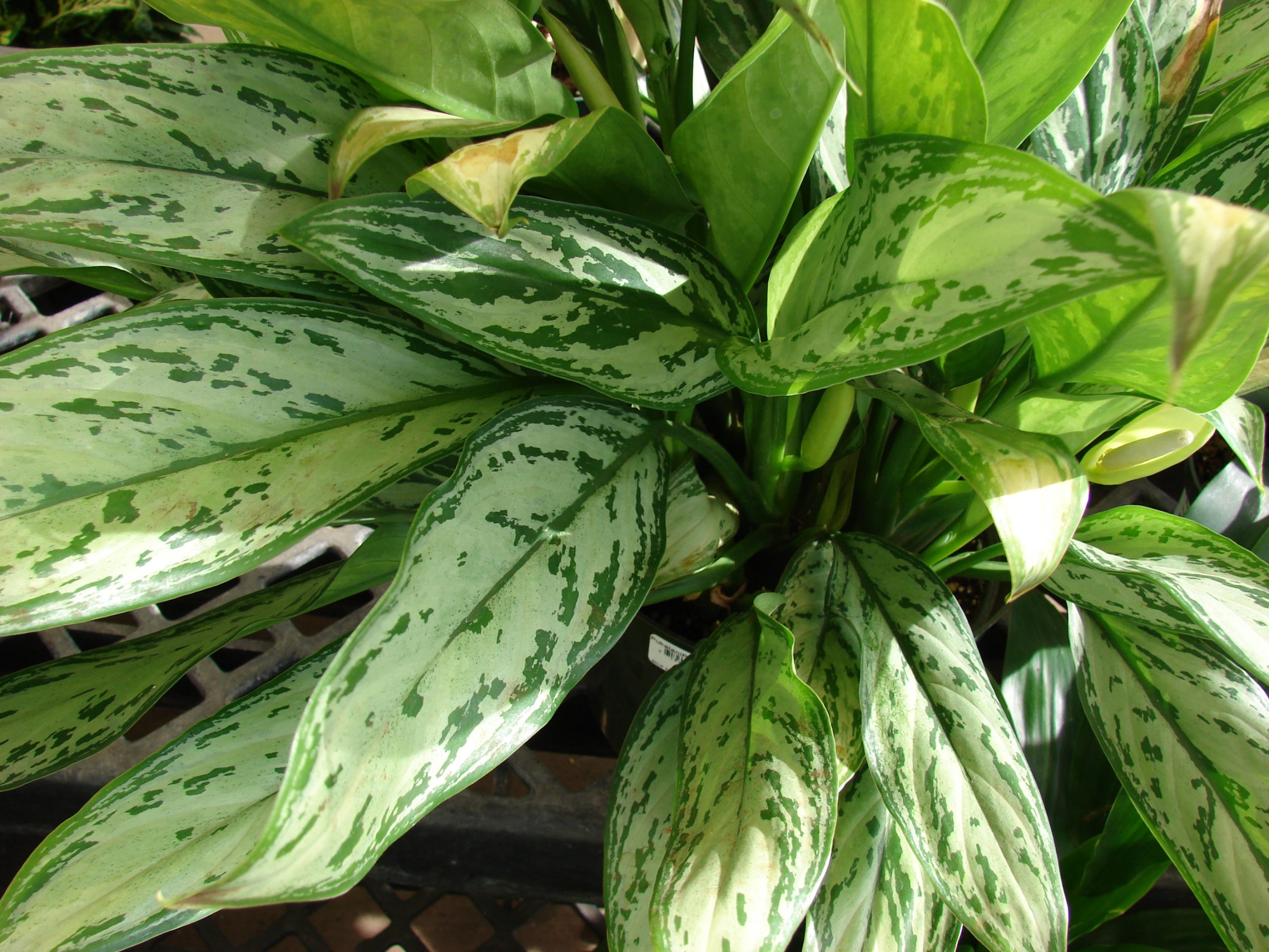 Aglaonema Silver Plant