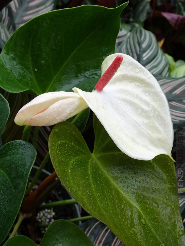 Anthurium 