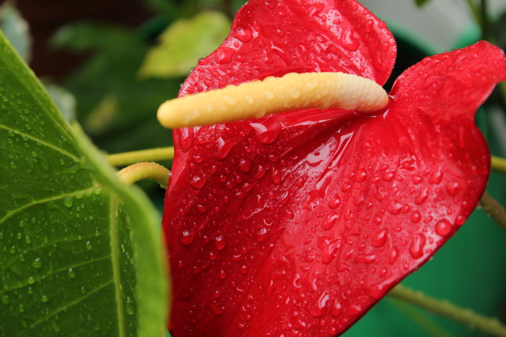 Anthurium 